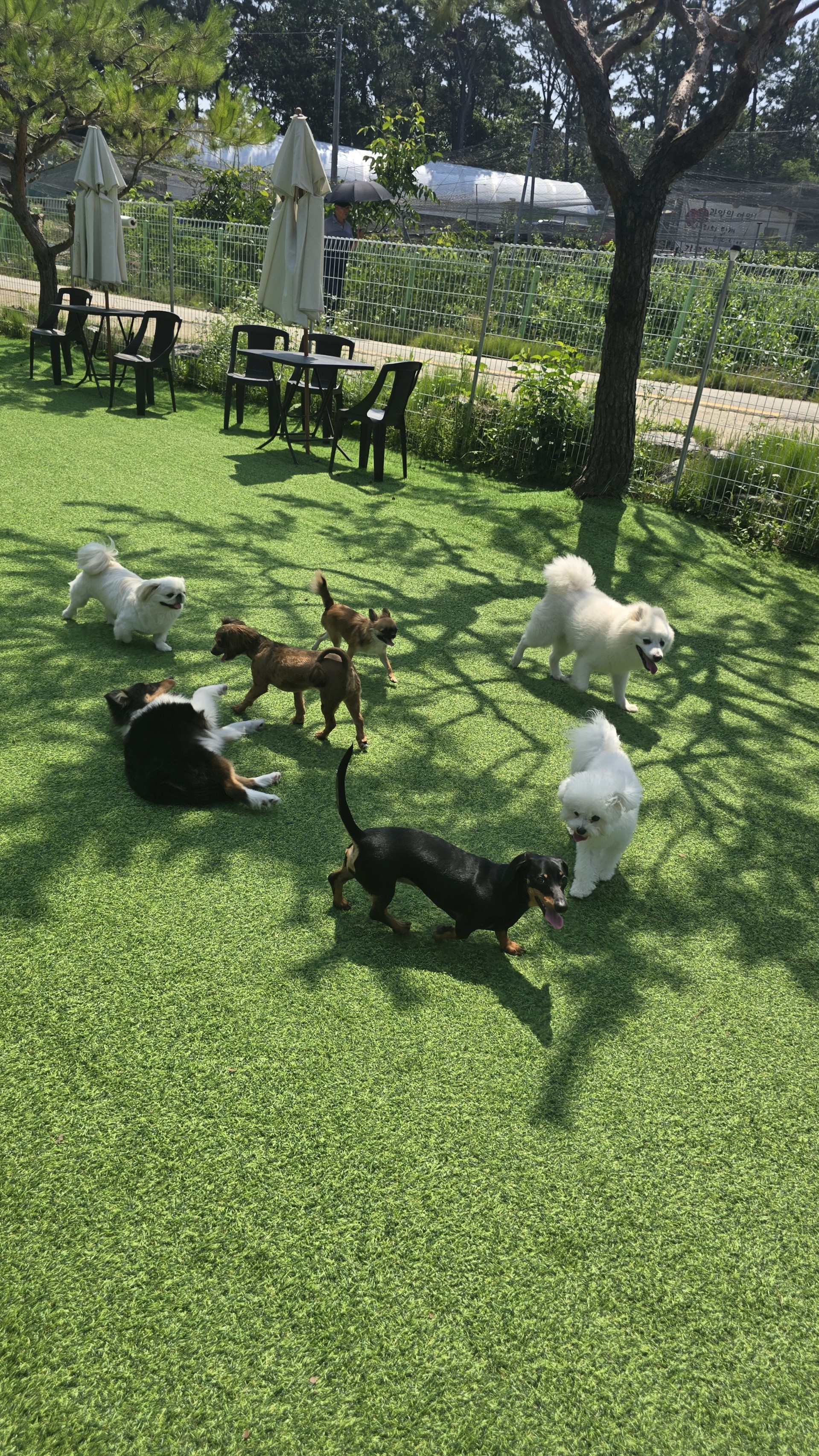 개떼월드 애견유치원호텔 대표 이미지