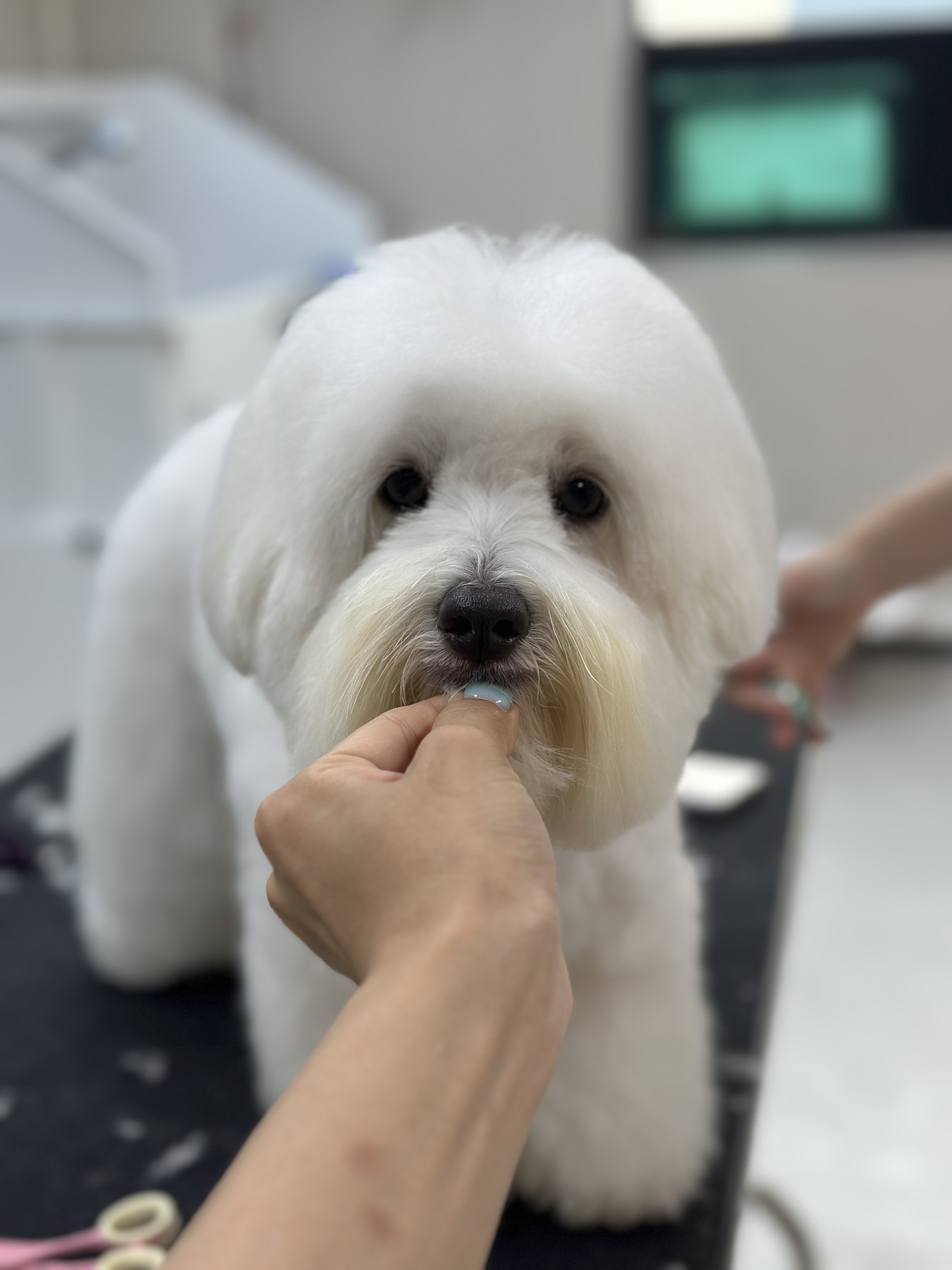 미용오개 애견미용실 영등포점 대표 이미지