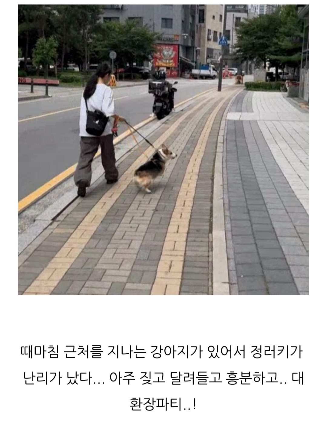 프래들 애견학교 대표 이미지
