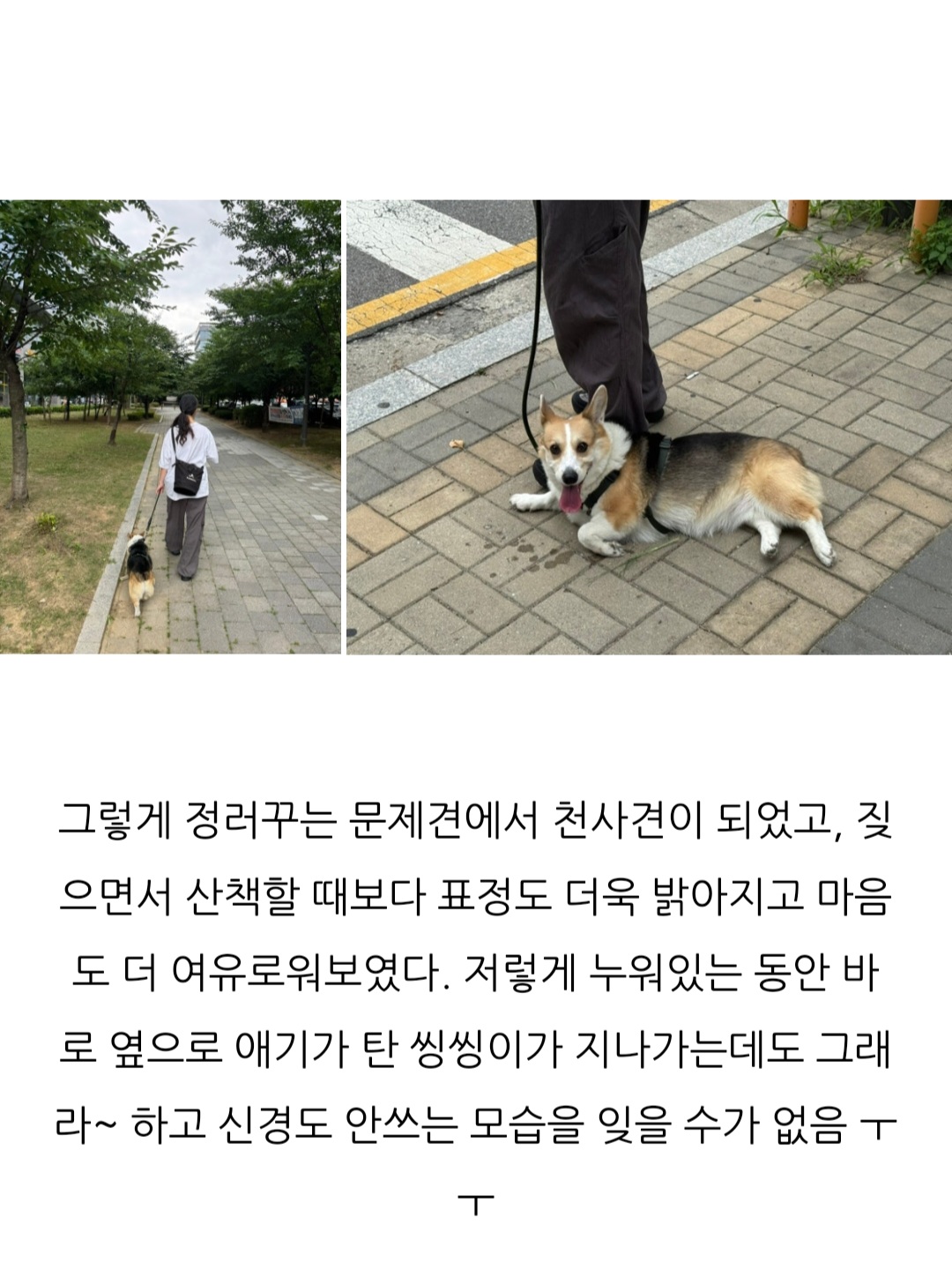 프래들 애견학교 대표 이미지