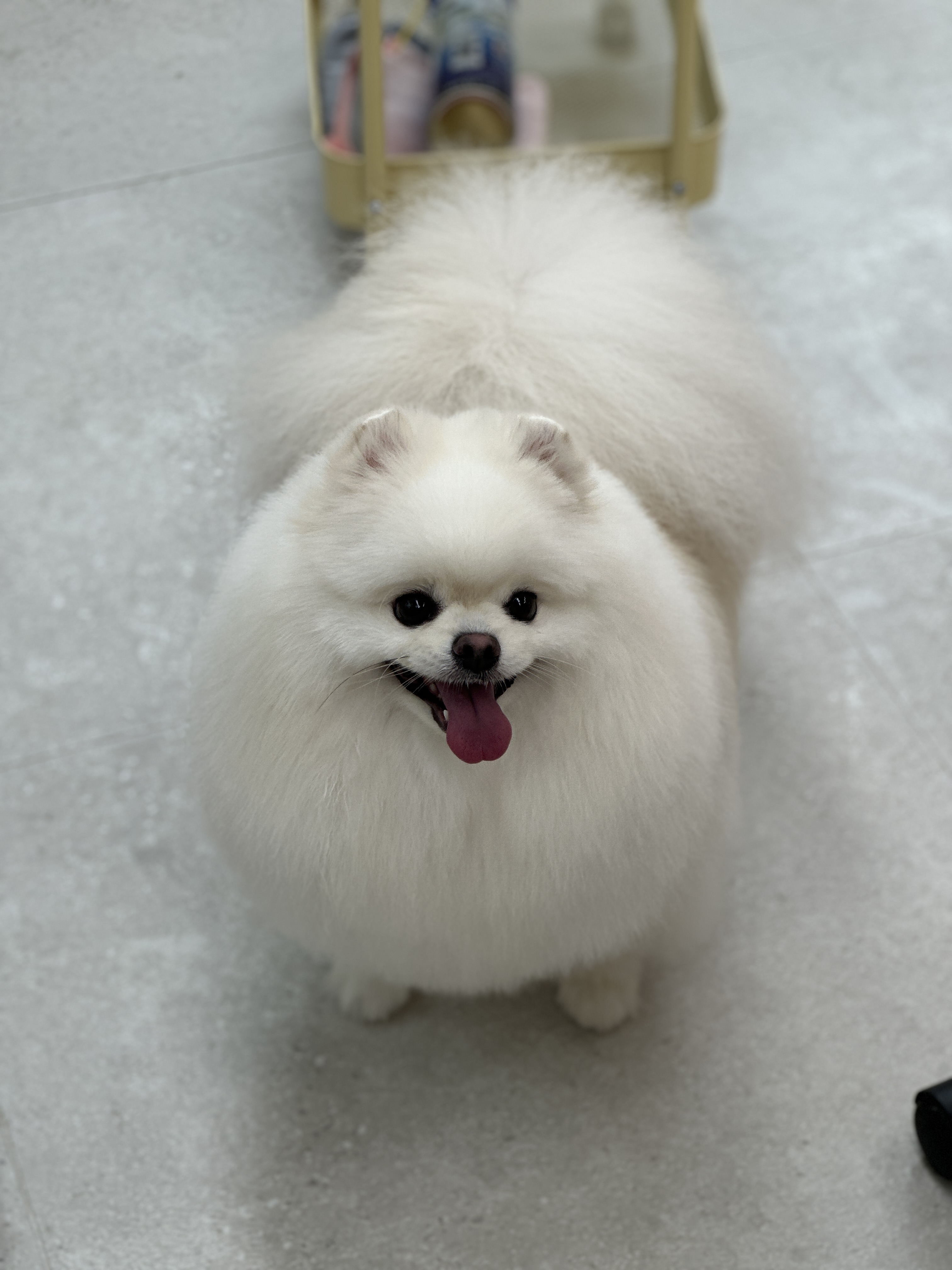 미용오개 애견미용실 영등포점 대표 이미지