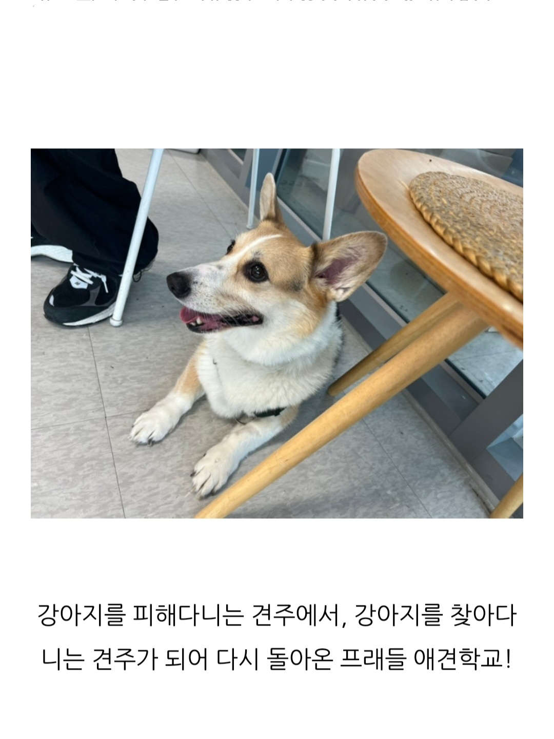 프래들 애견학교 대표 이미지