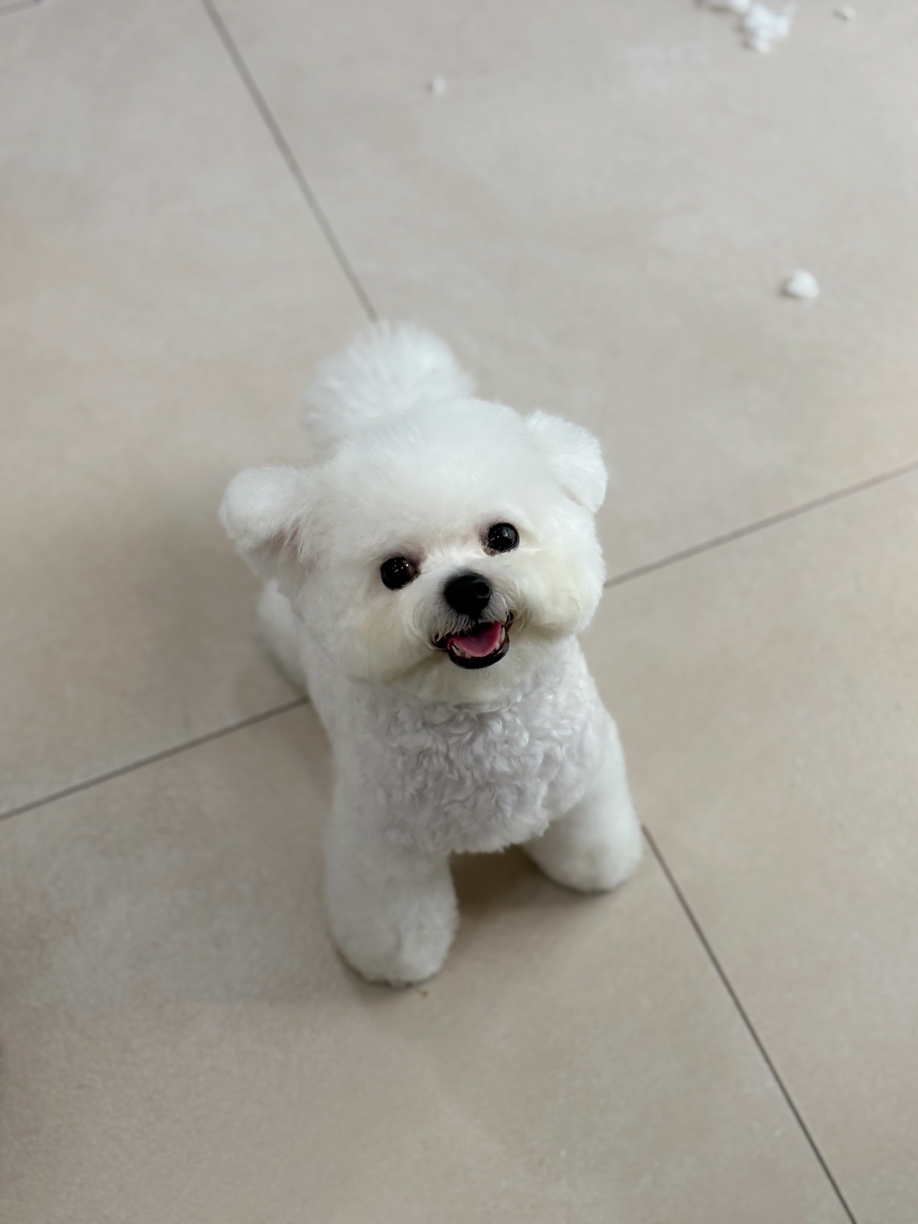 편안한댕 대표 이미지