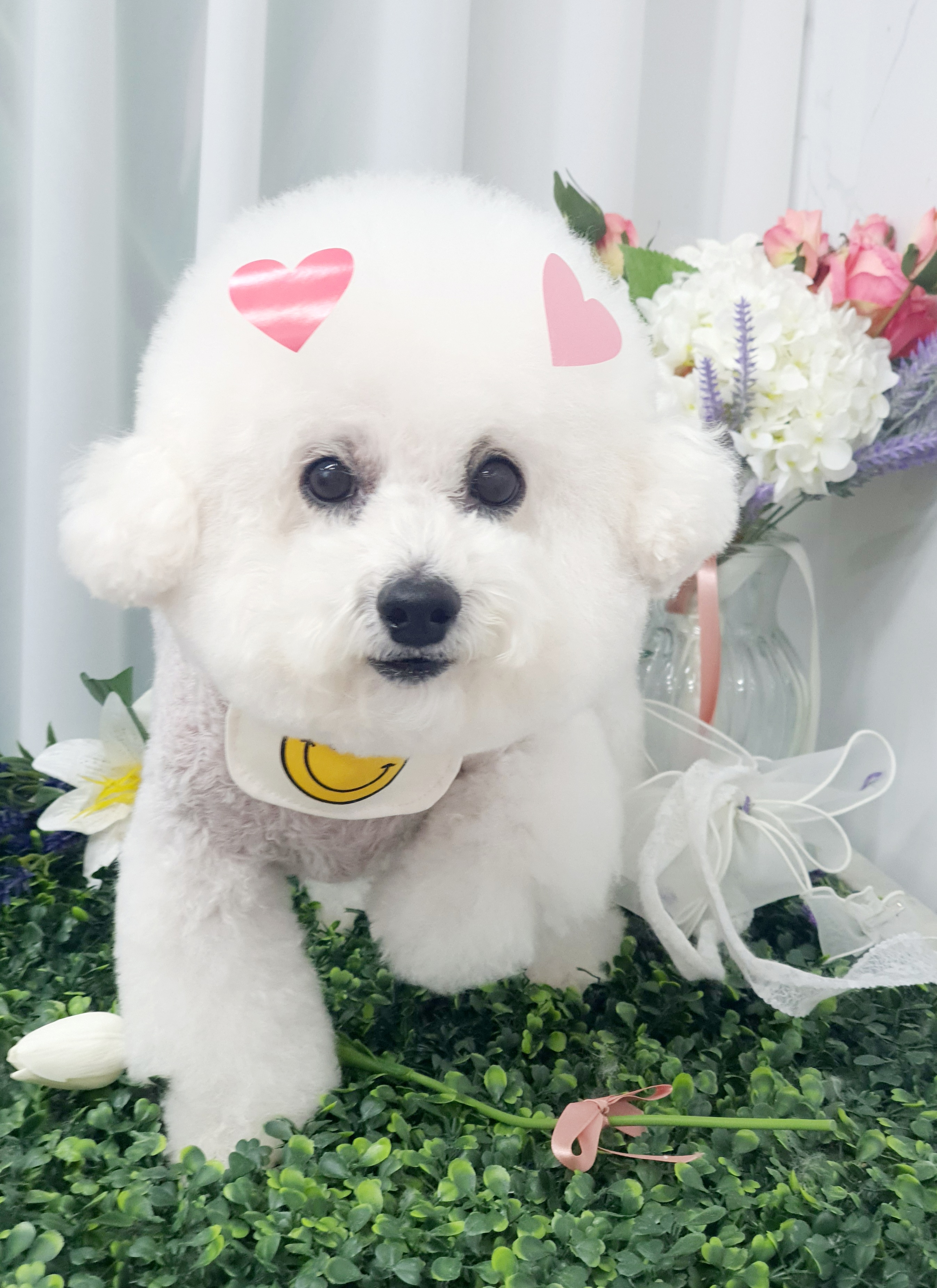 퍼피쌀롱 애견미용실 대표 이미지