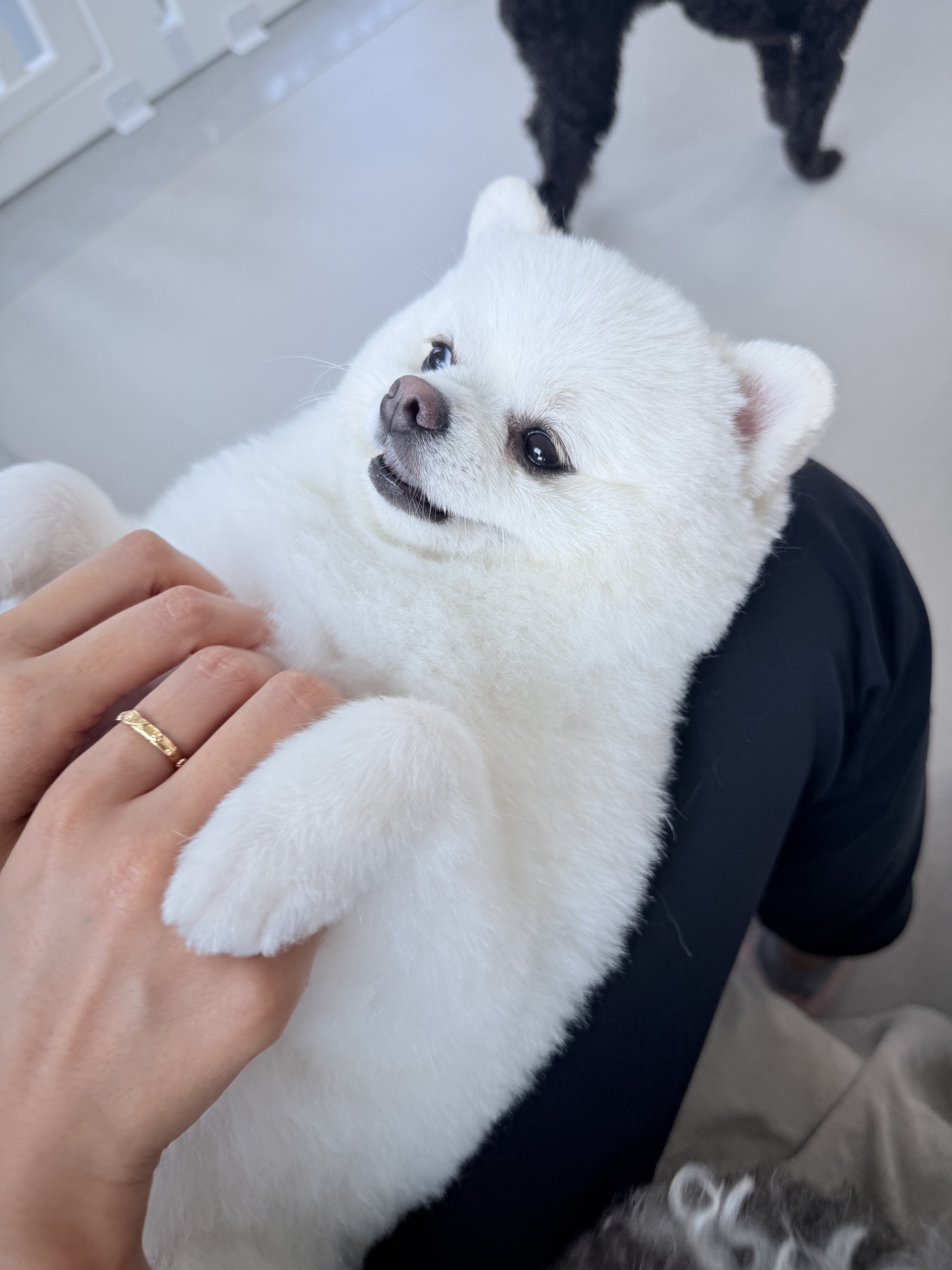 귀여운개최고애견유치원 2