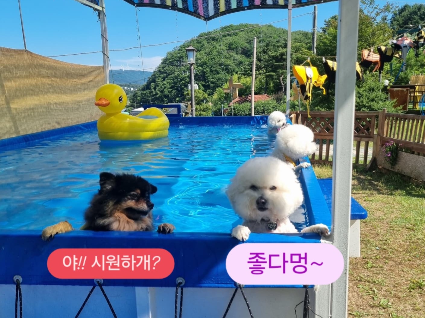 경주애견펜션 해피데이해피독 경상 애견숙소