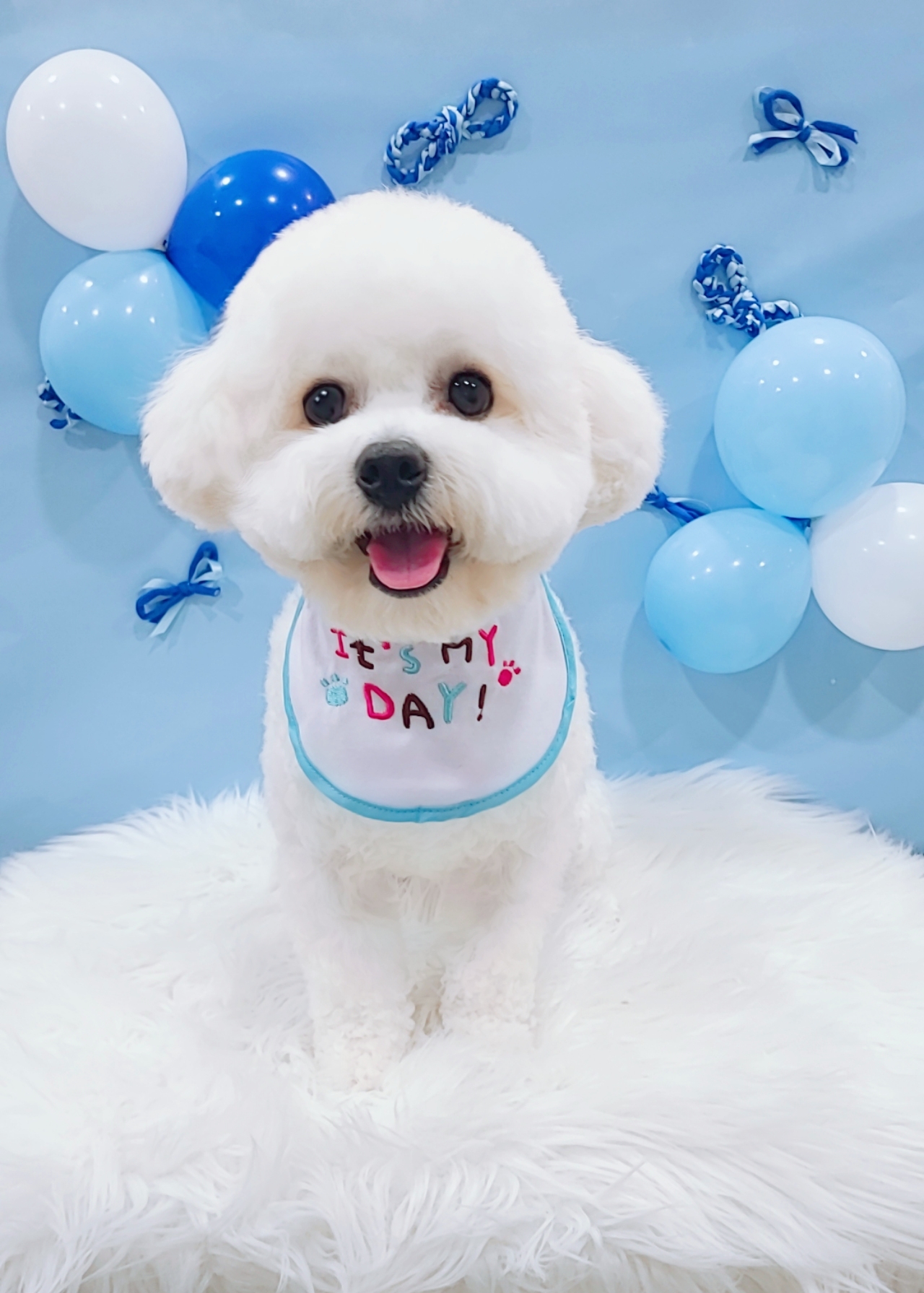 이쁘개 애견미용 애견호텔 대표 이미지