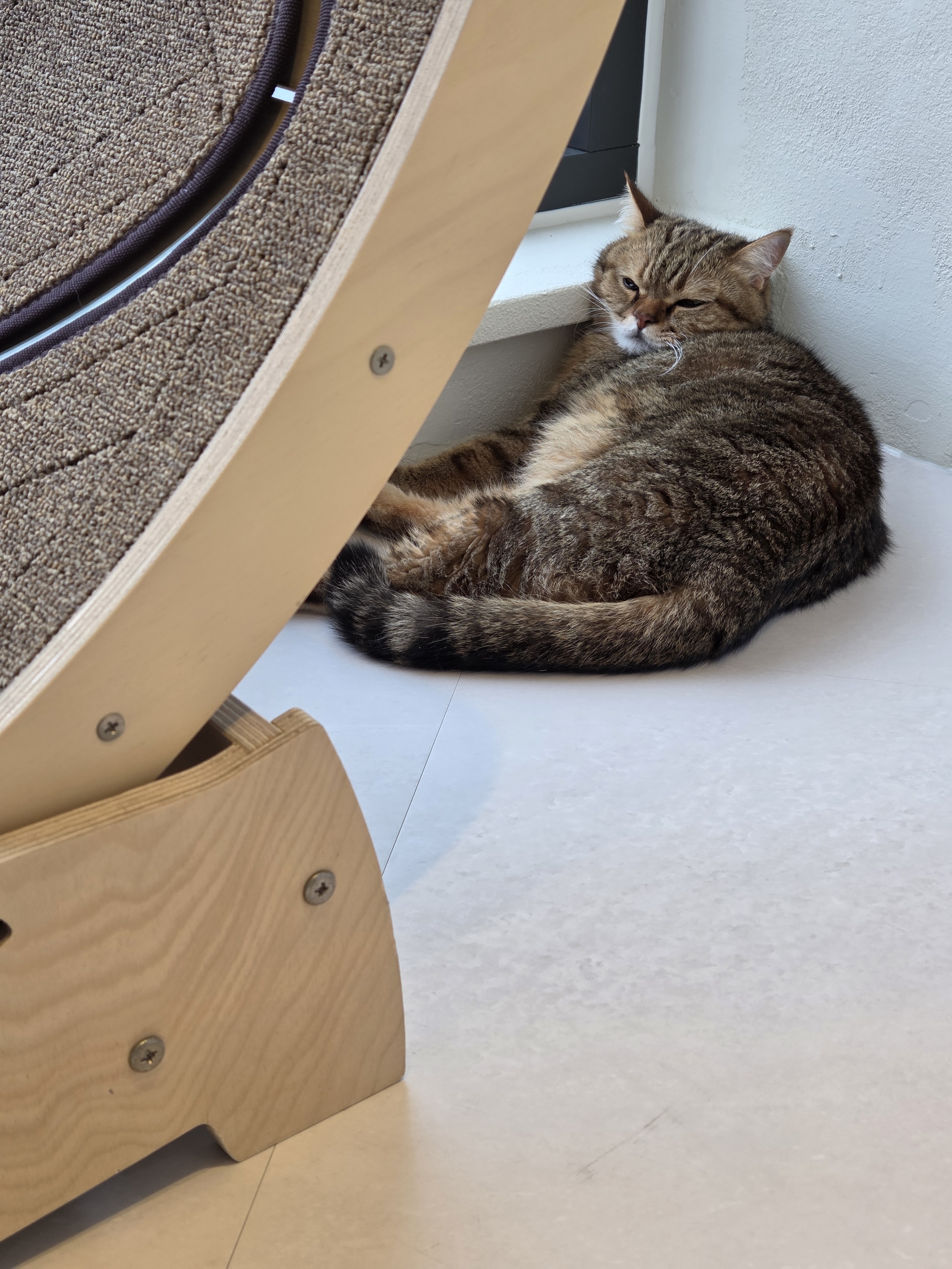 고양이호텔캣블리쎄 대표 이미지