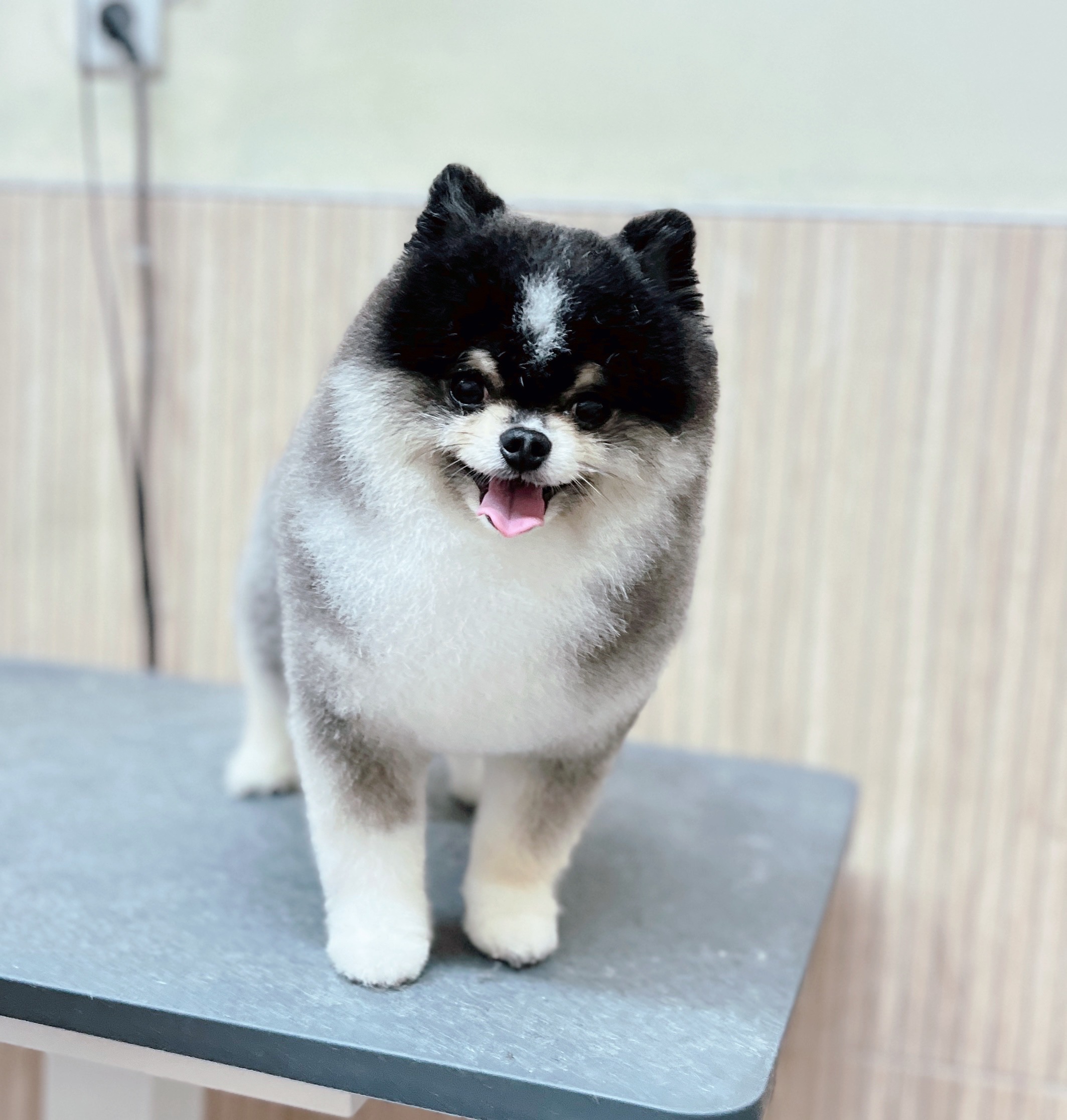 수원 멍스타일 대표 이미지