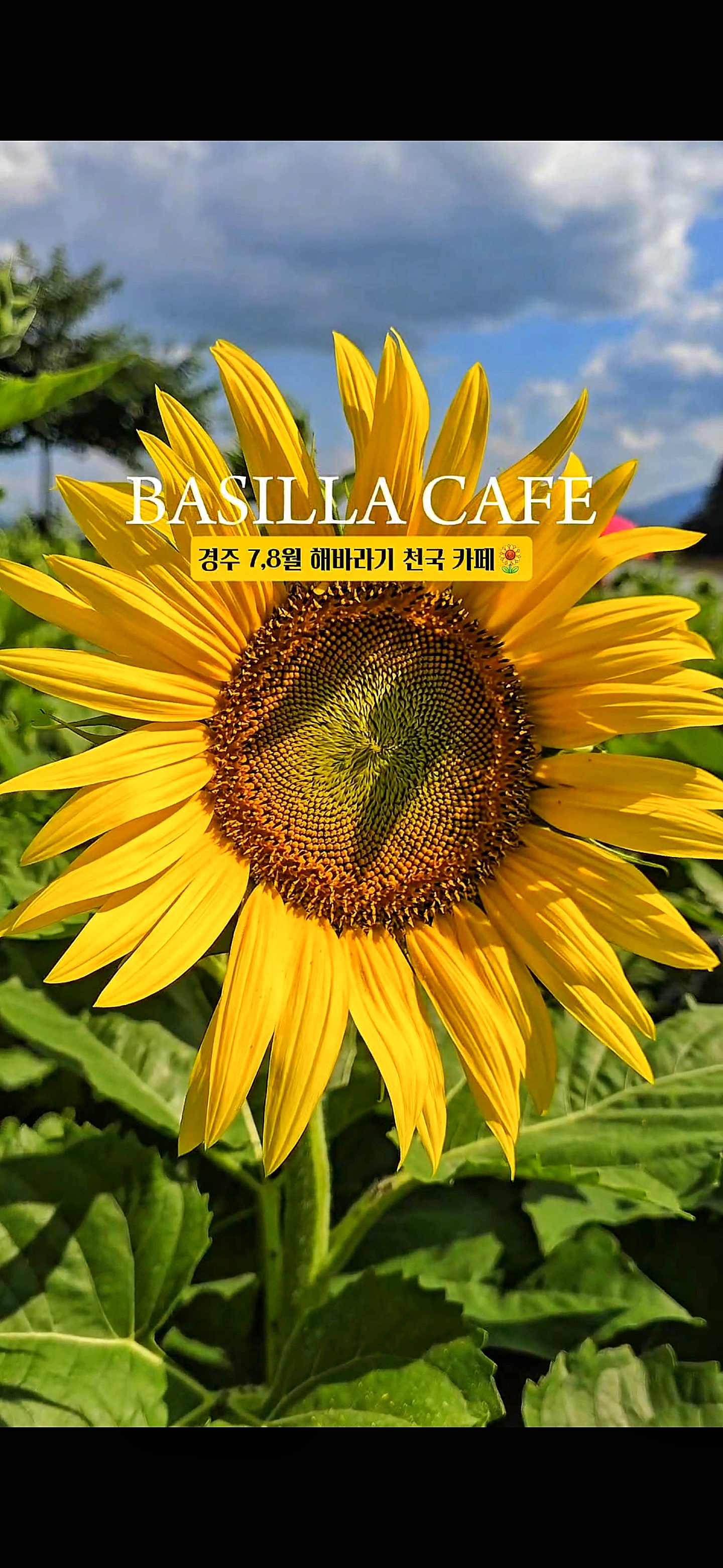 바실라 대표 이미지