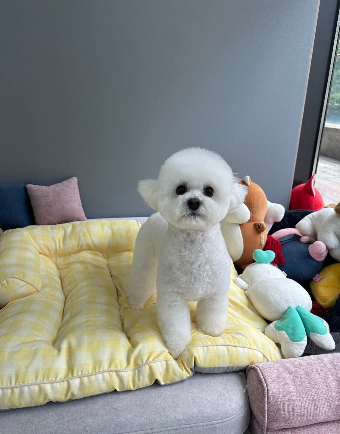 품독 강아지교육 대표 이미지 - 훈련사님과 강아지