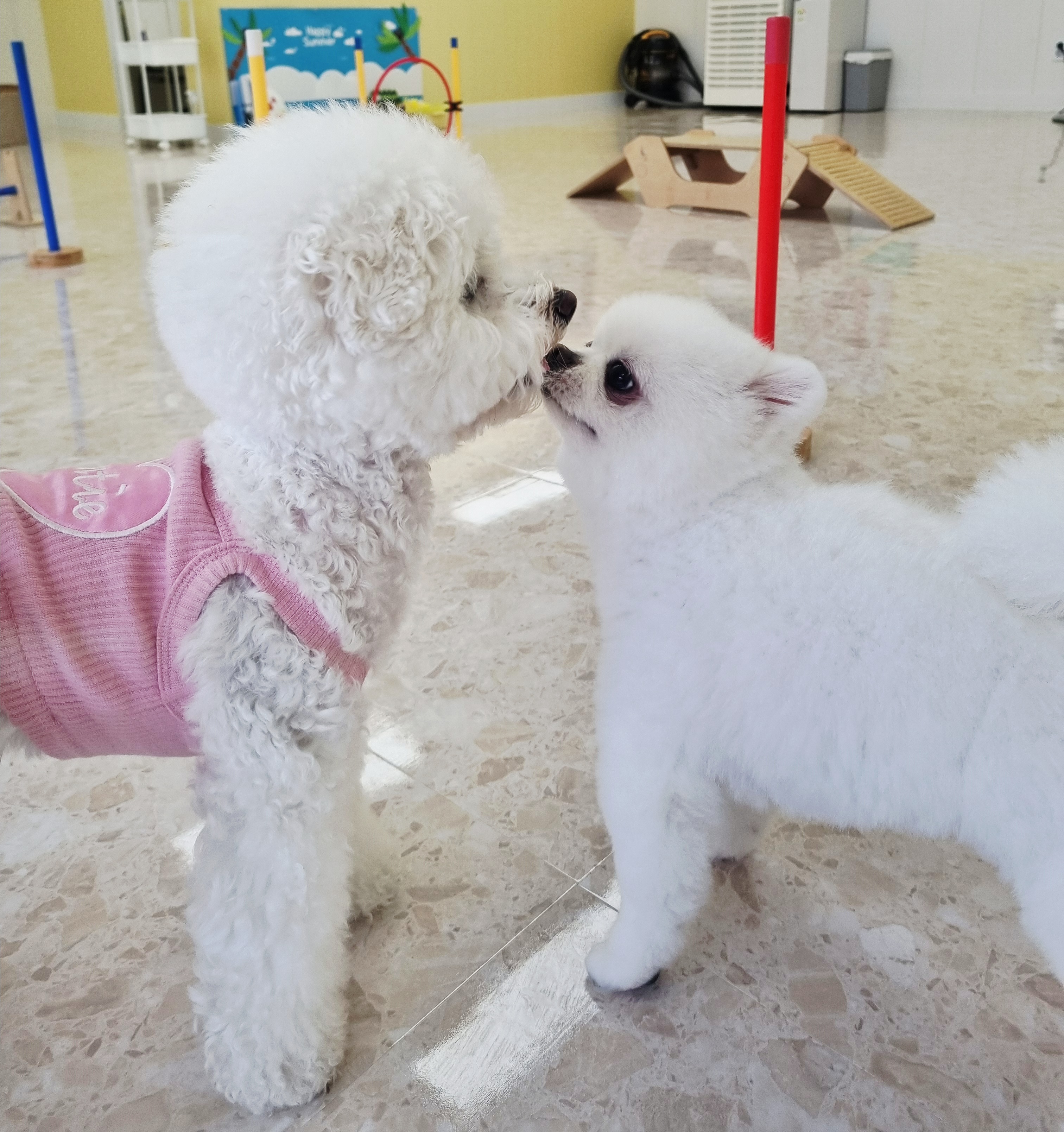 히플독 애견호텔 대표 이미지