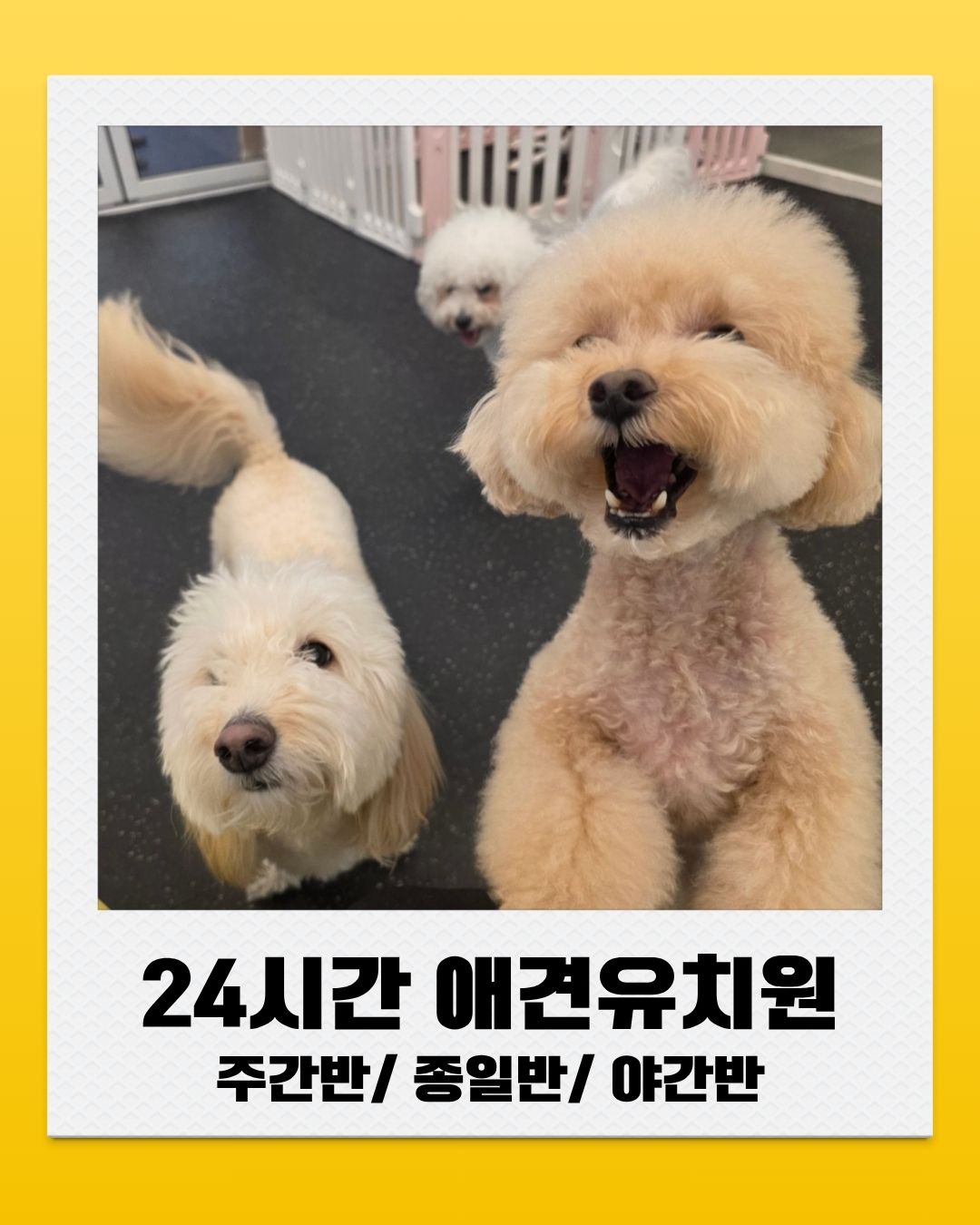 멍파 강아지유치원 대표 이미지