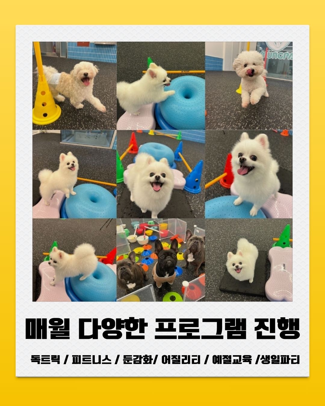 멍파 강아지유치원&애견호텔&애견미용 대표 이미지