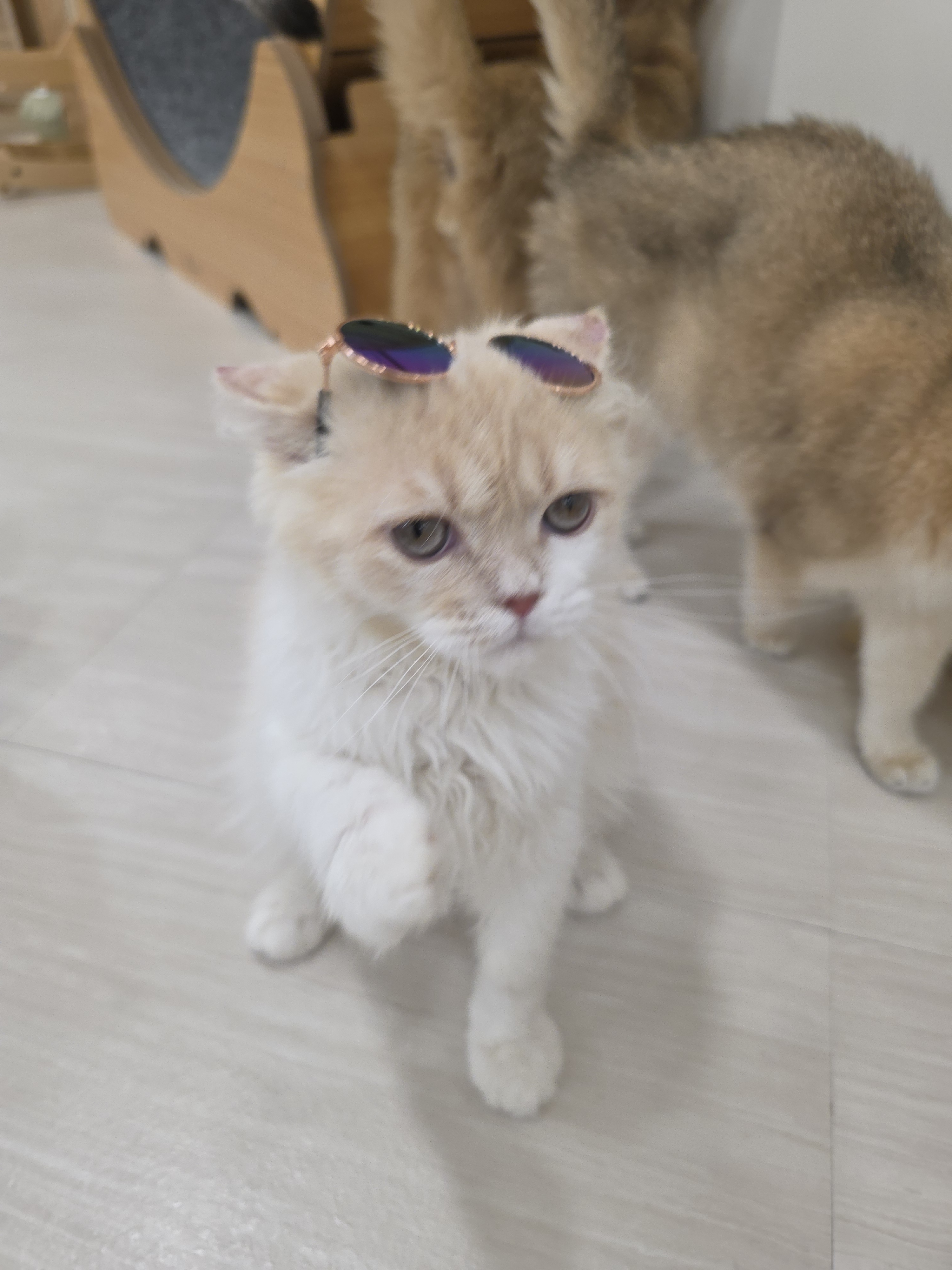 놀면묘하냥 은평점 대표 이미지