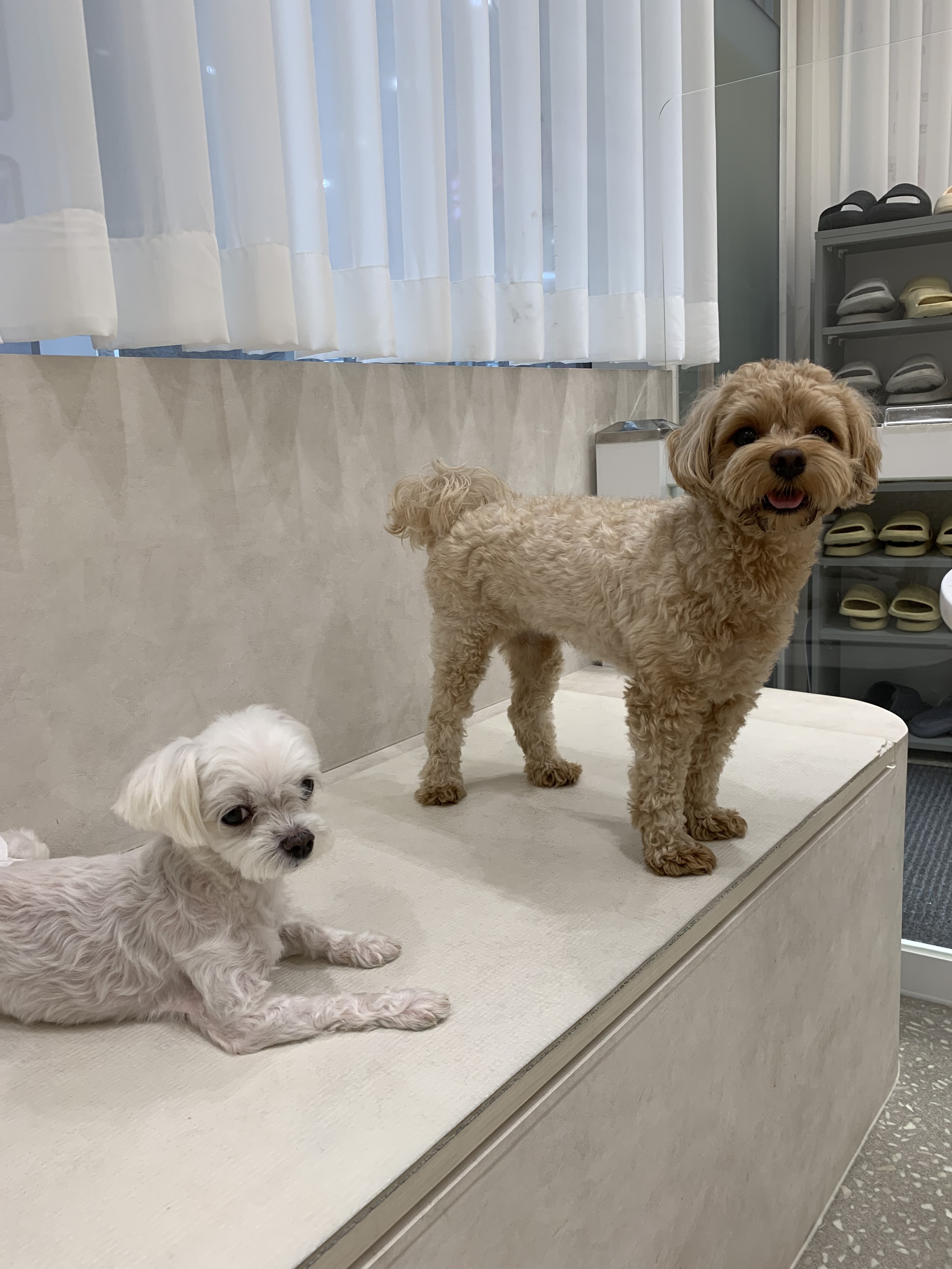 러버독&도그팰리스 애견카페,애견호텔,강아지호텔,놀이방 대표 이미지