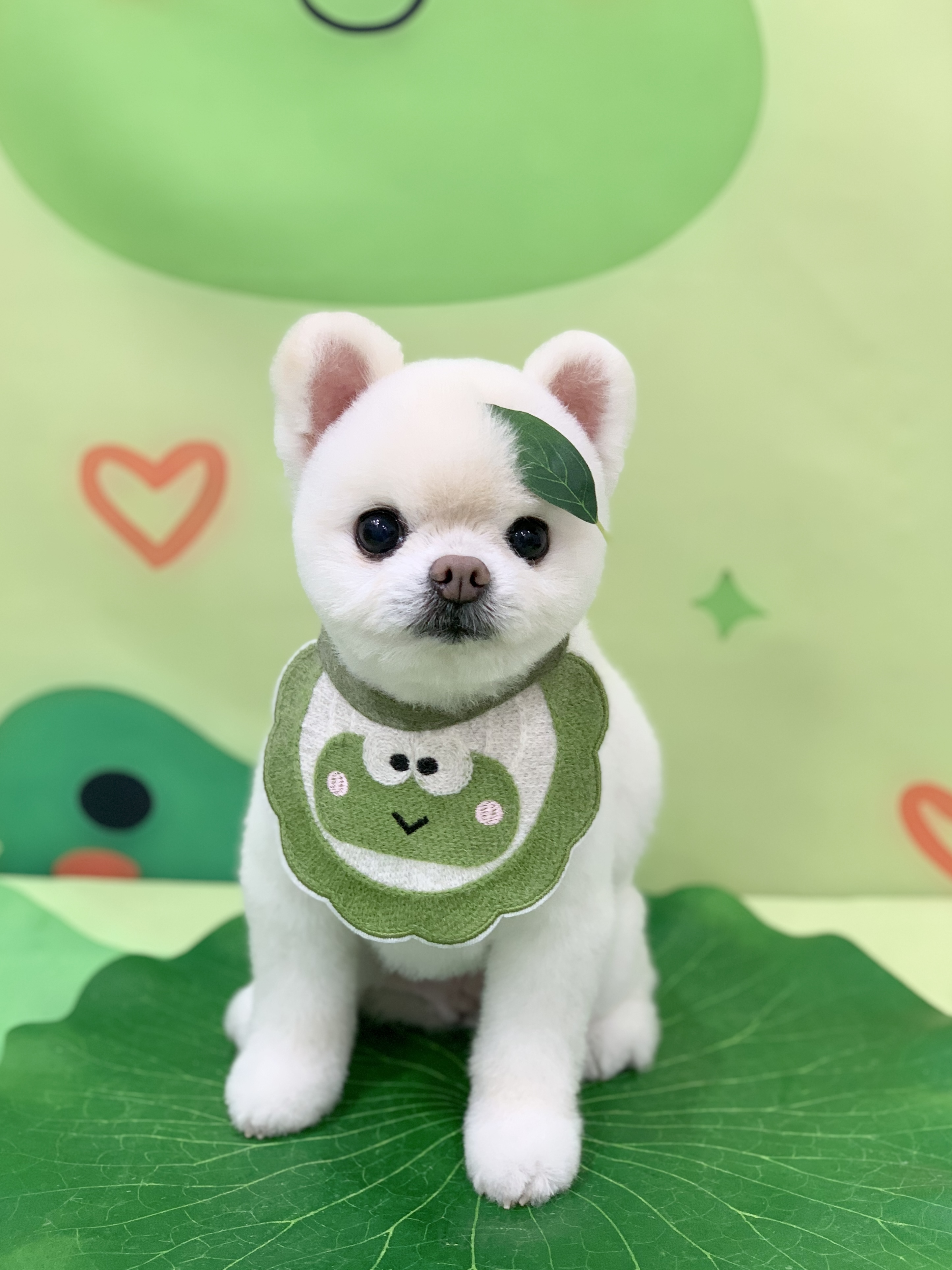 다온그루밍 대표 이미지