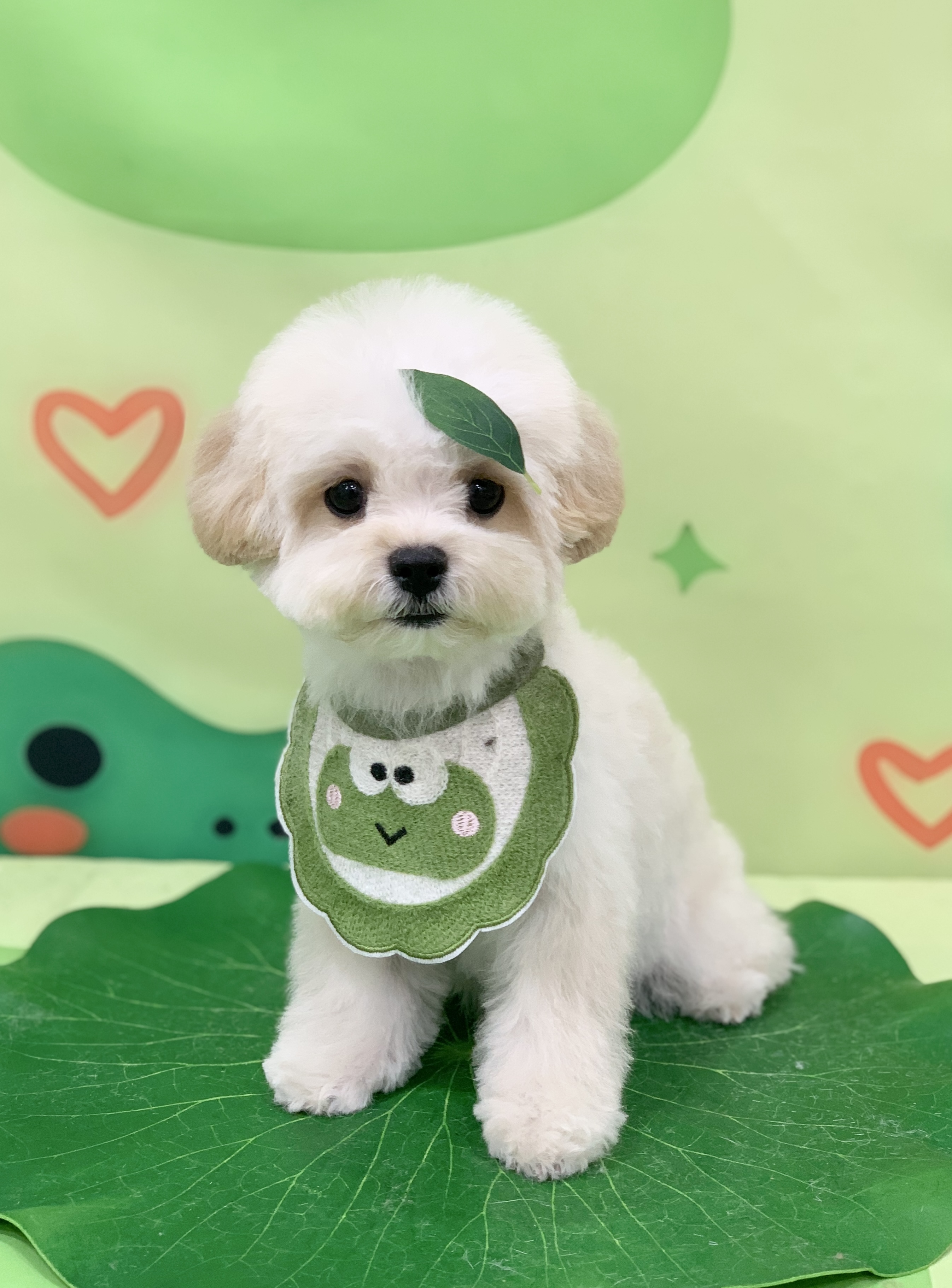 다온그루밍 대표 이미지