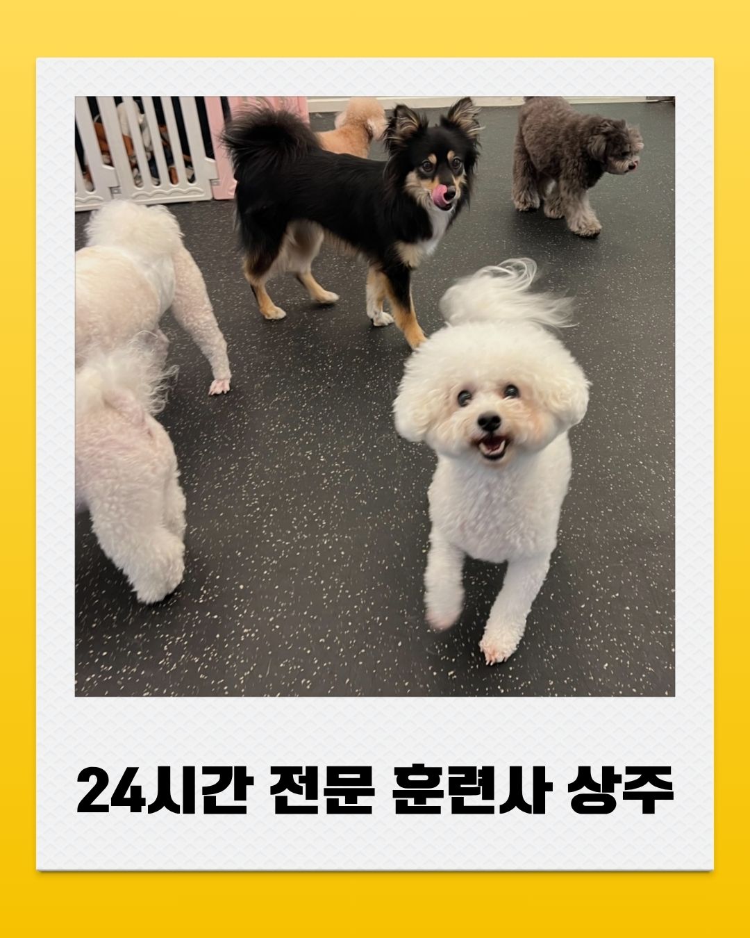 멍파 강아지유치원&애견호텔&애견미용 대표 이미지