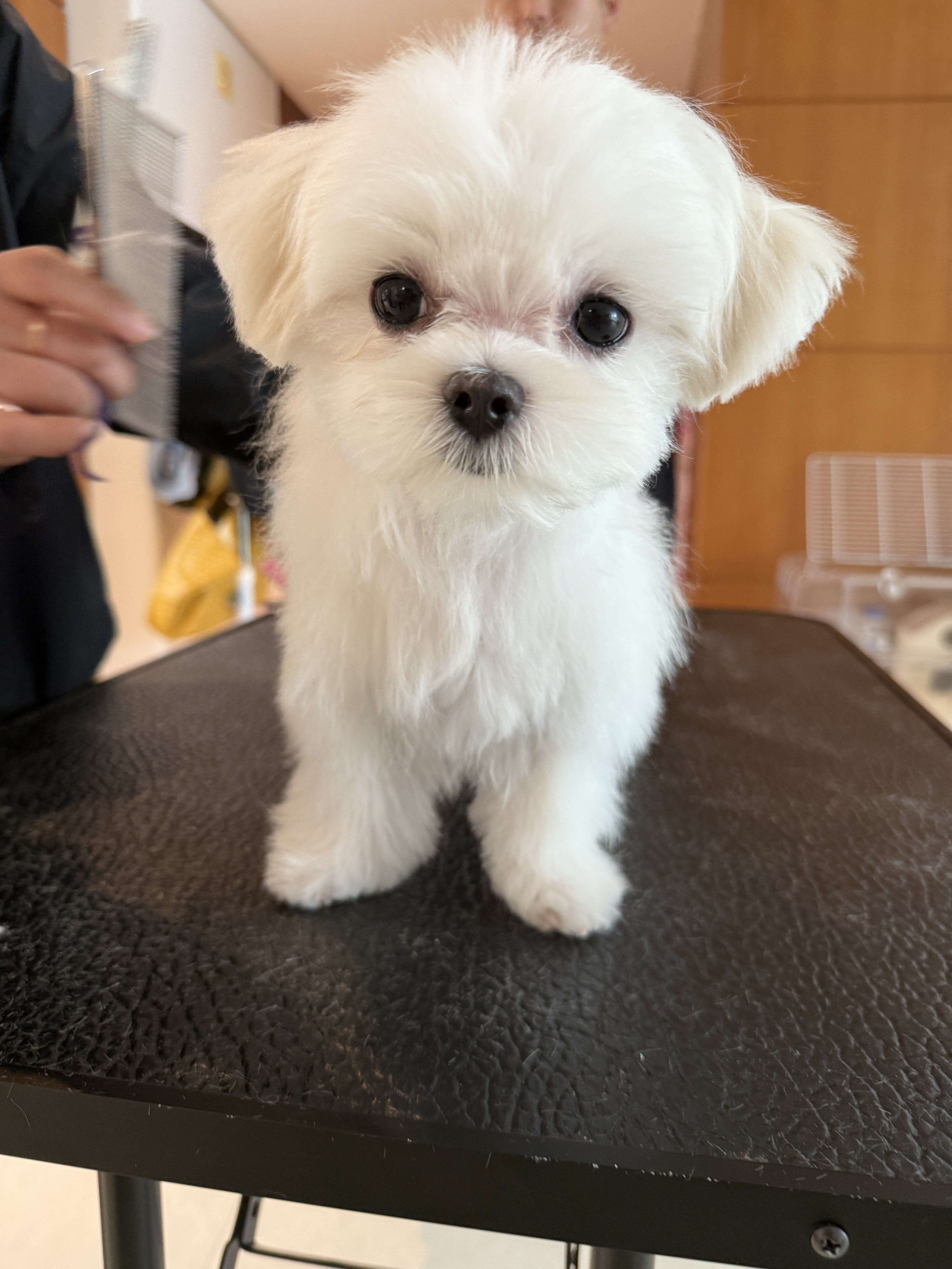 본펫 플래닛 대표 이미지
