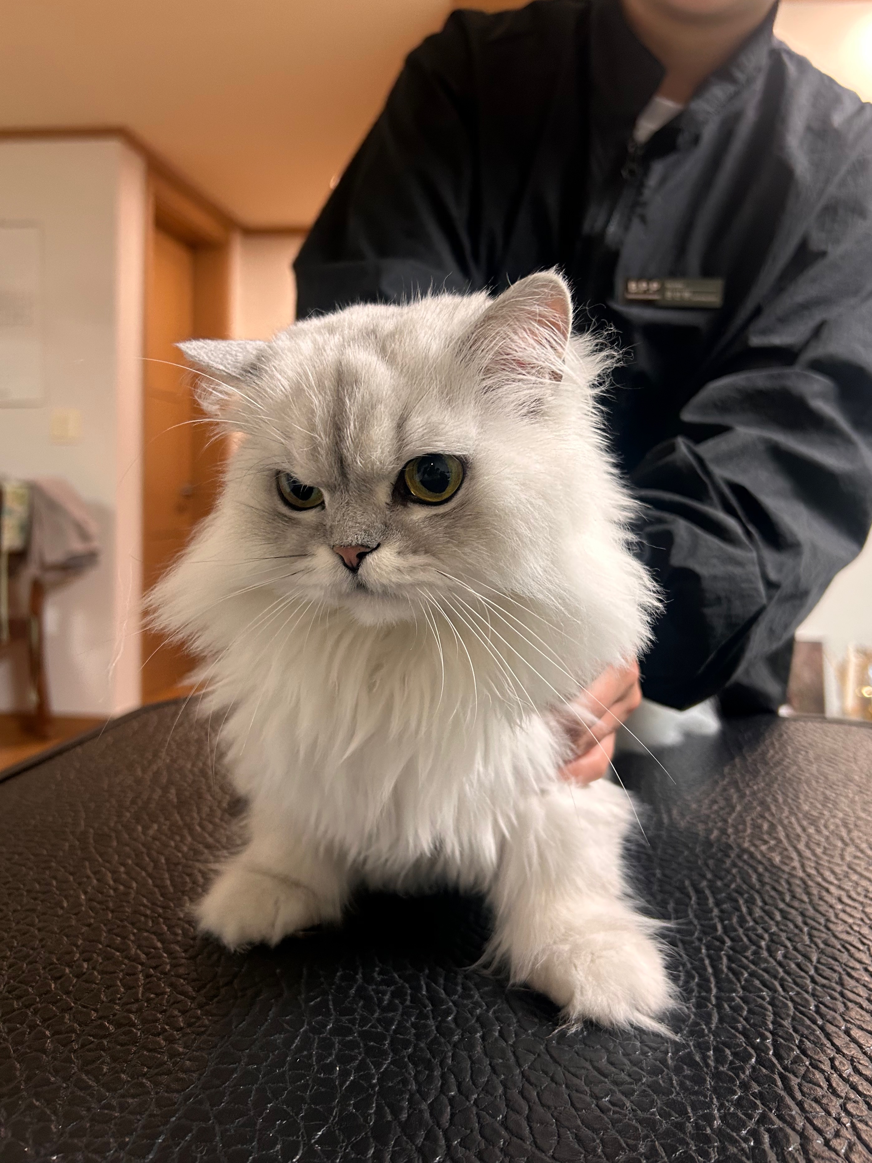 본펫 플래닛 대표 이미지