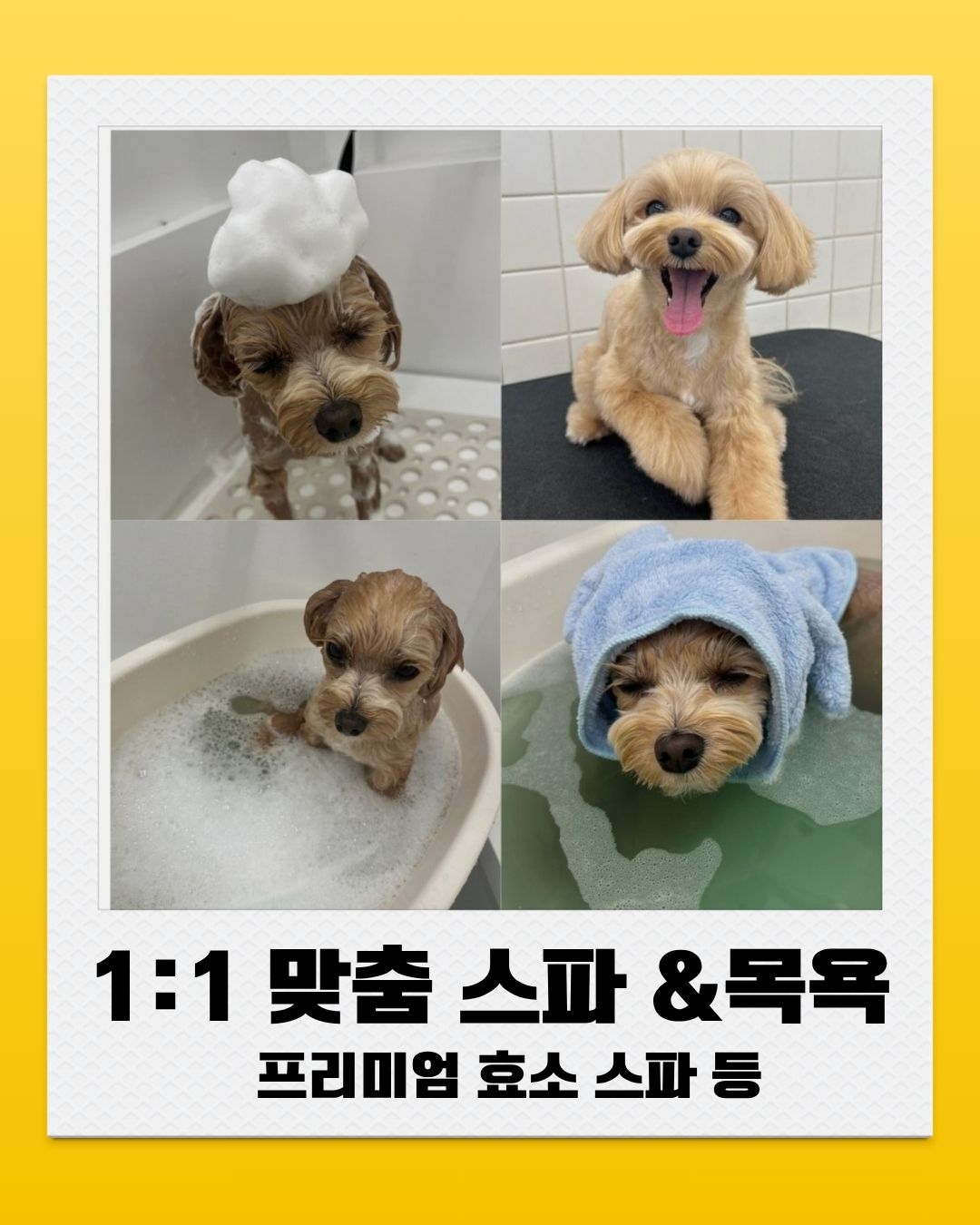 멍파 강아지유치원&애견호텔&애견미용 대표 사진