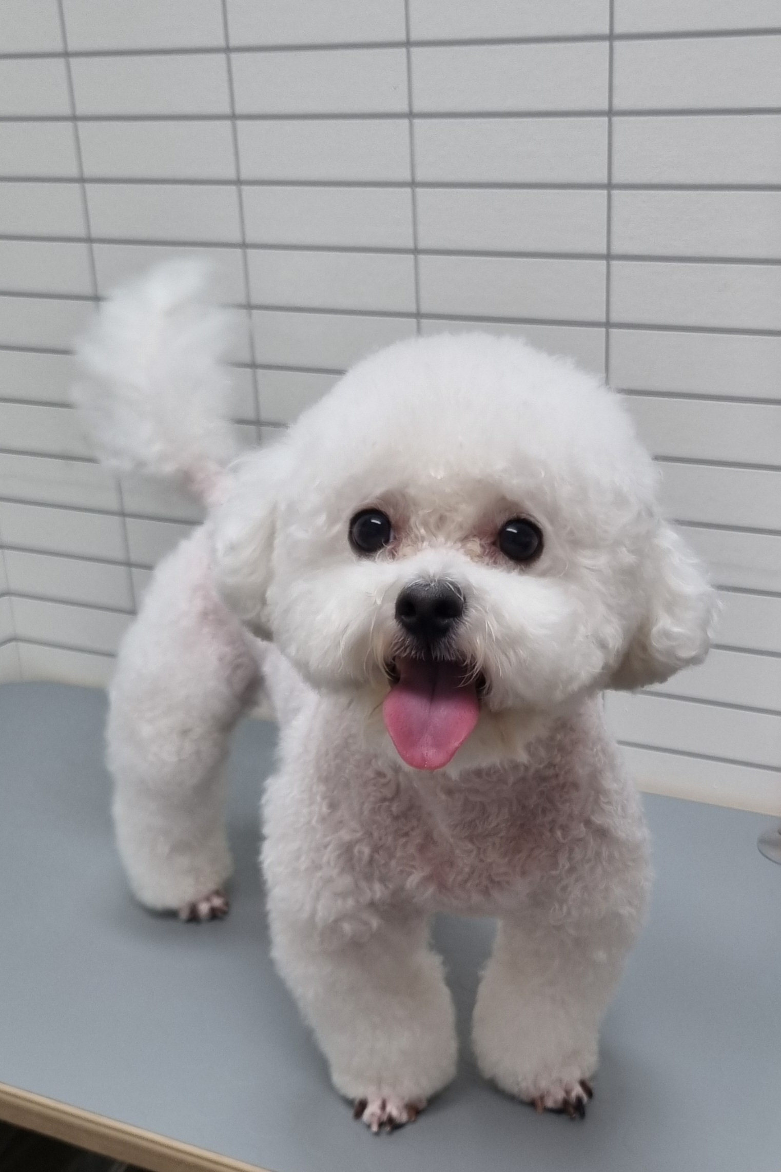 슈나애견미용 대표 이미지