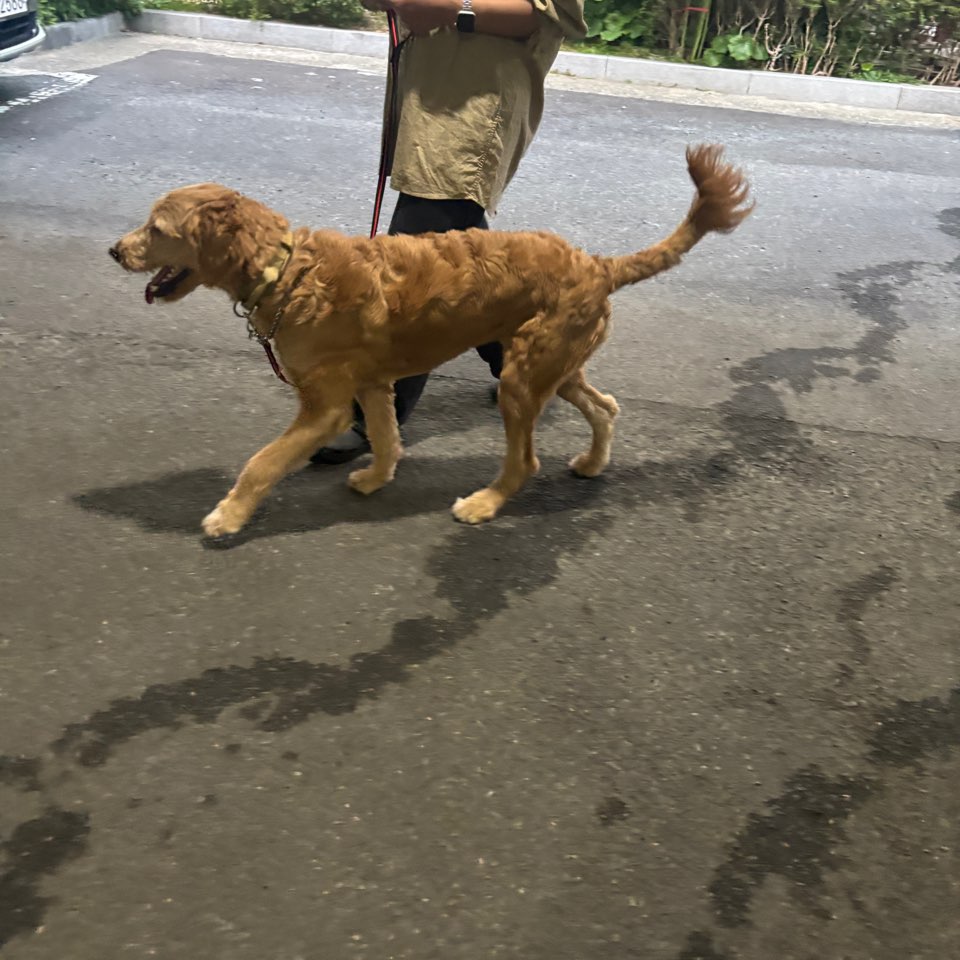 도그허그 애견방문훈련 대표 이미지