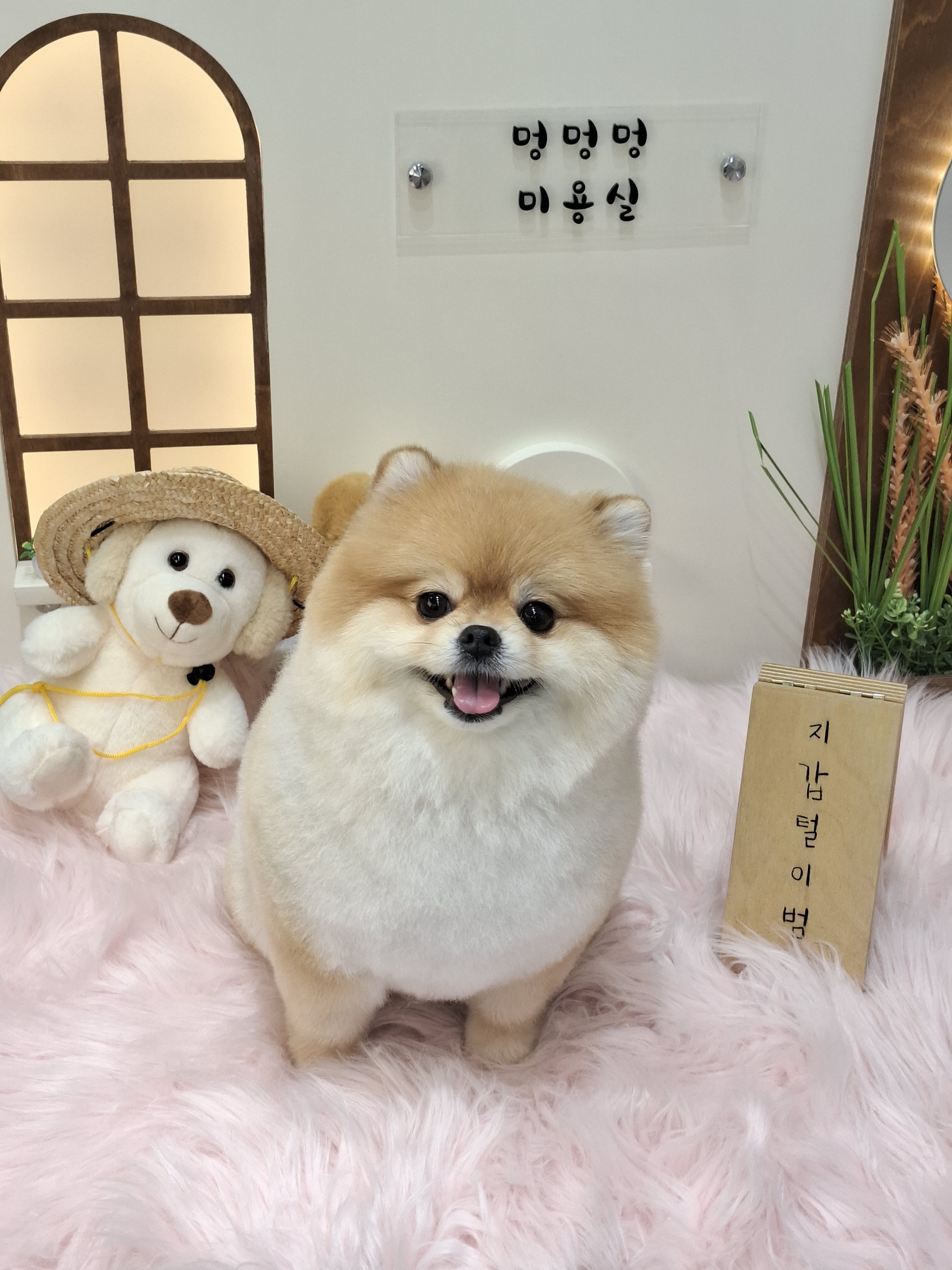 멍멍멍 대표 이미지