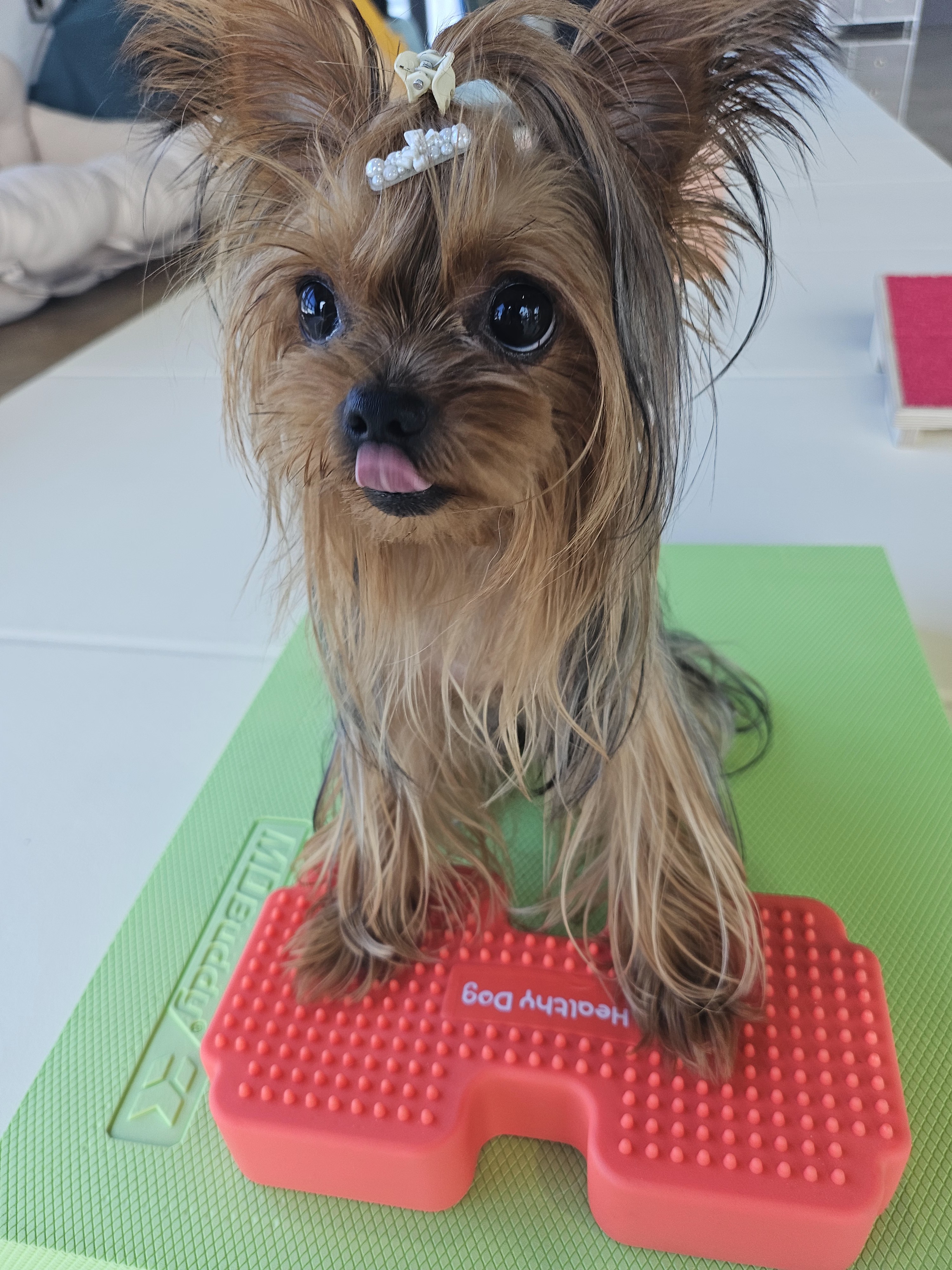 실버테일 대표 이미지