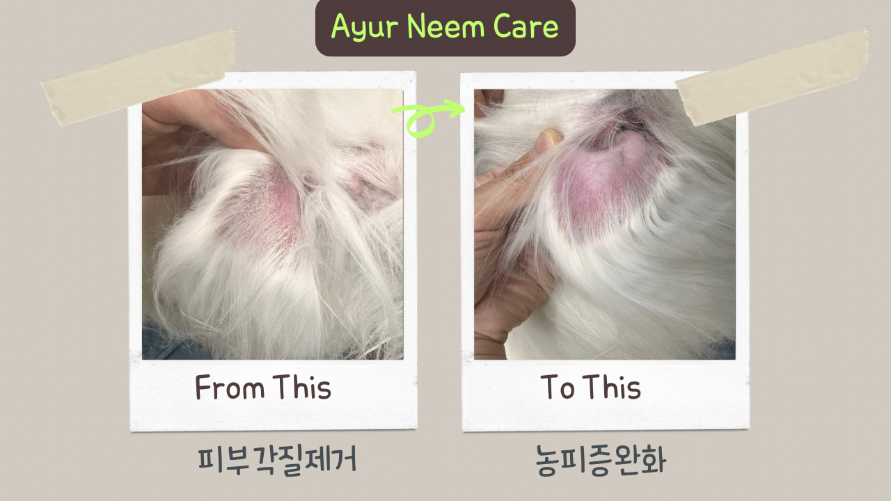 네발로오시개 양천구 애견카페