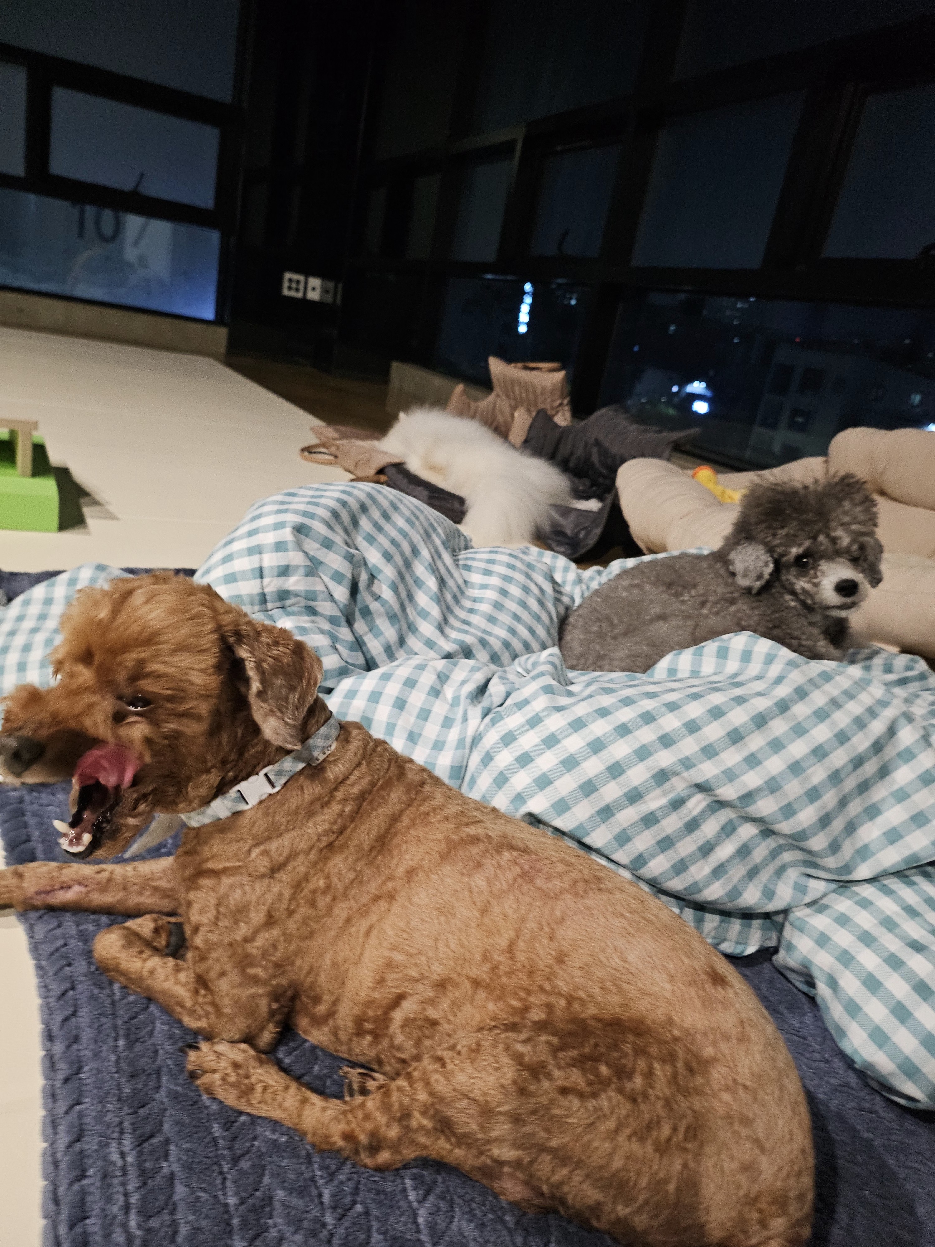 실버테일 대표 이미지