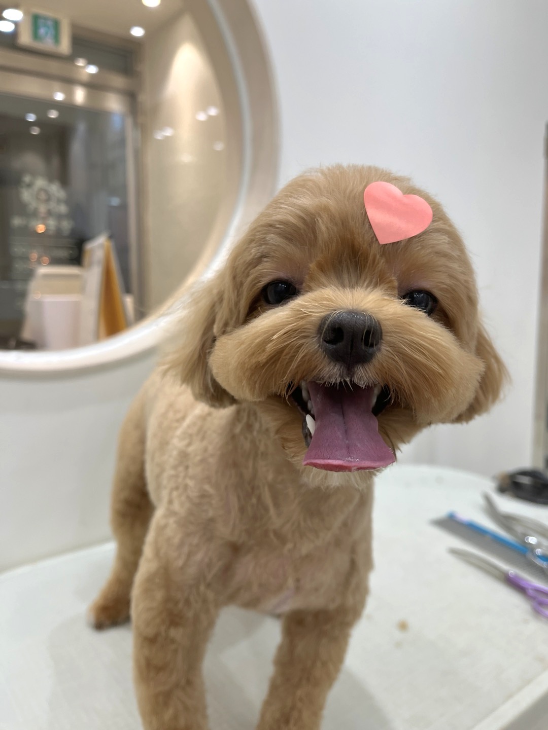 산뜻하개 대표 이미지