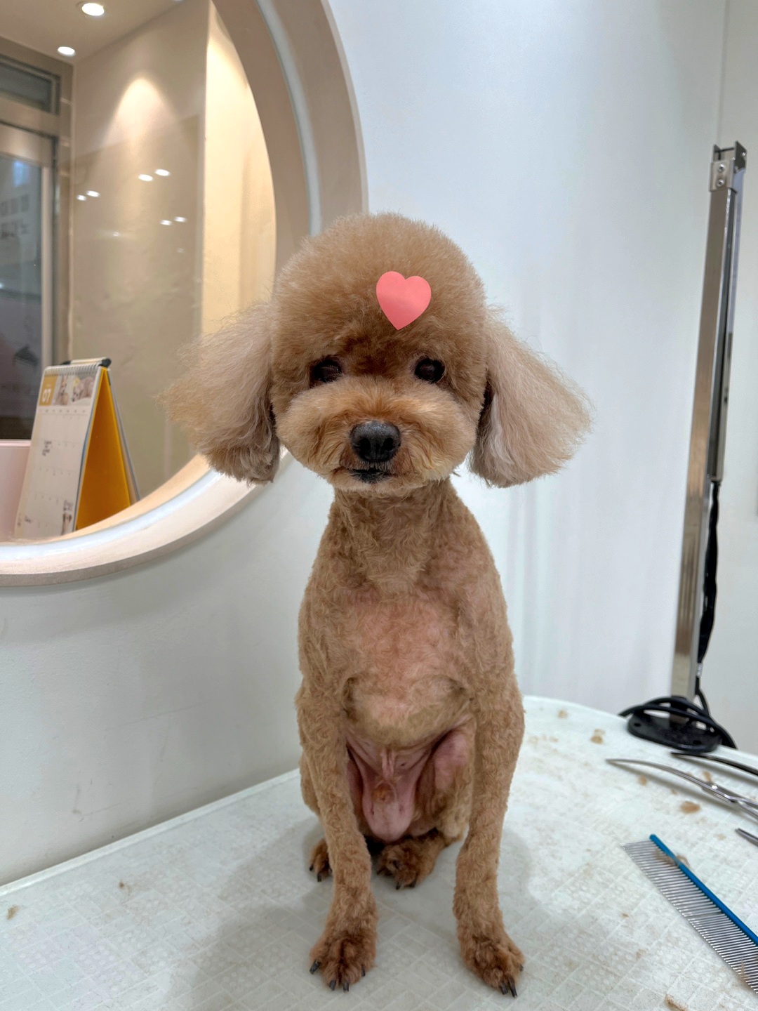산뜻하개 대표 이미지