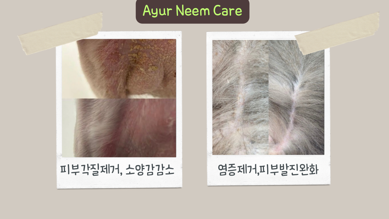 네발로오시개 3