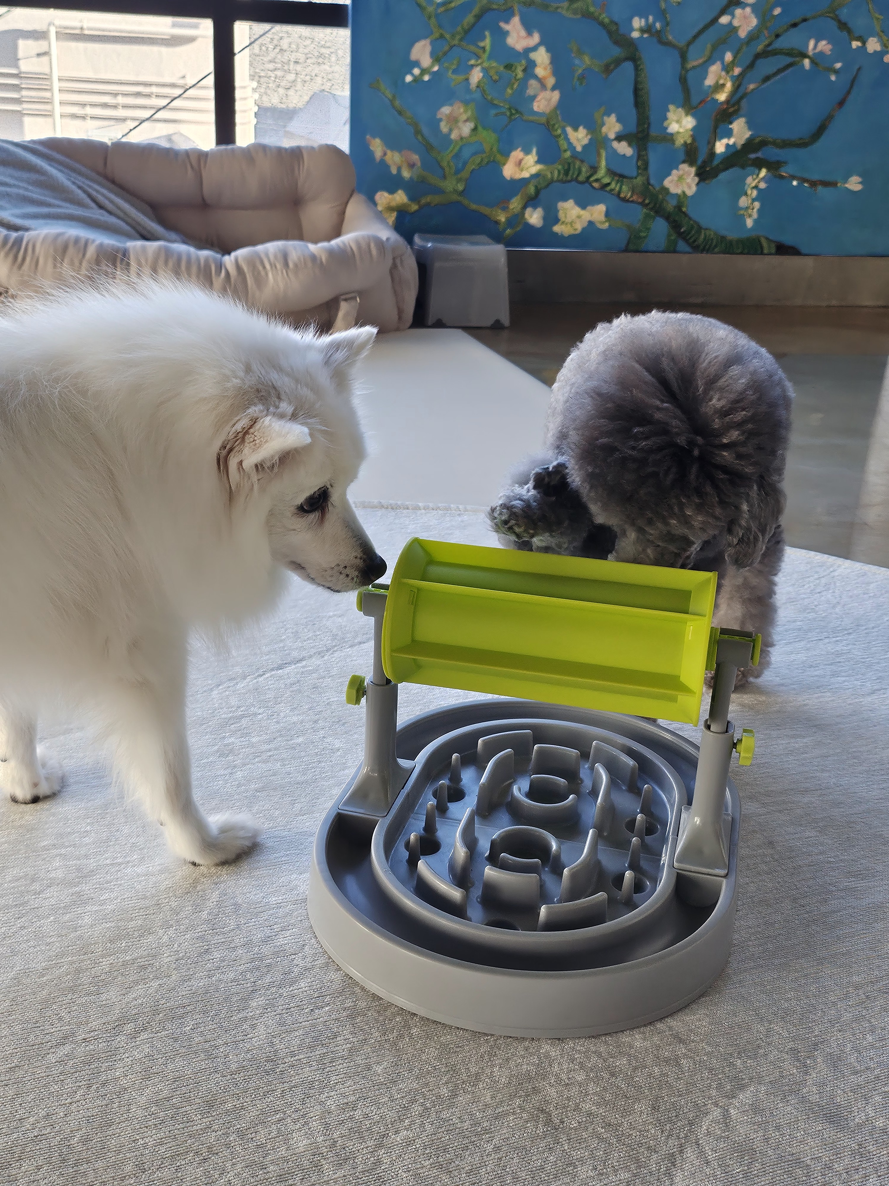 실버테일 대표 이미지