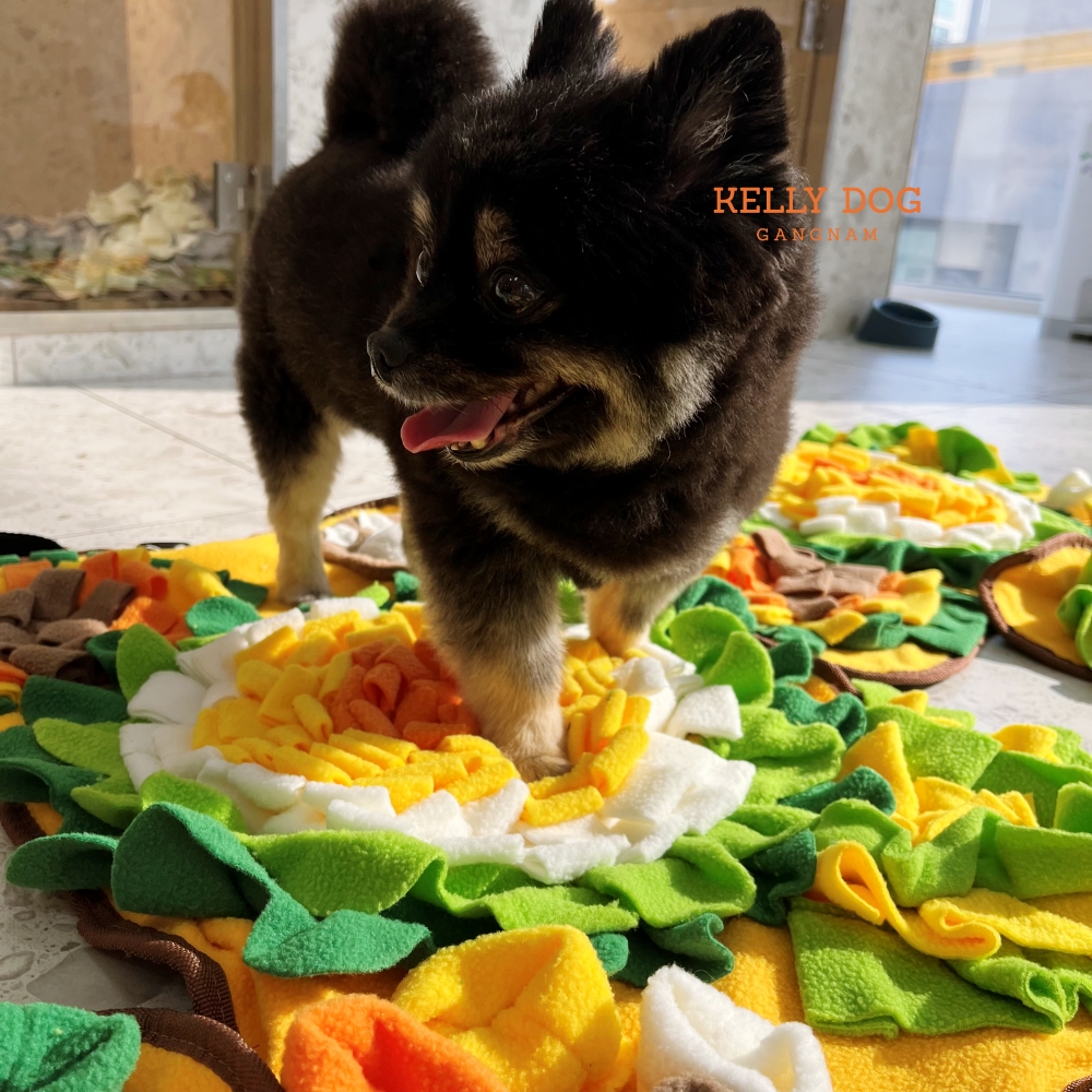 켈리독 강남 애견호텔 애견유치원 대표 이미지