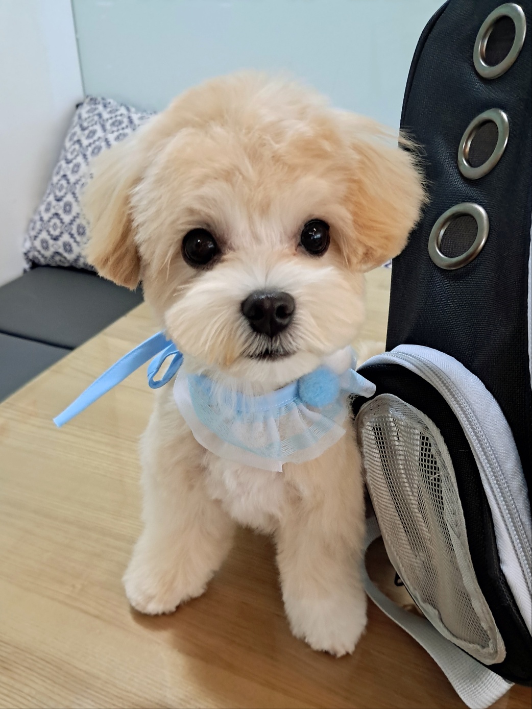 애견미용호텔 슈슈네 대표 이미지