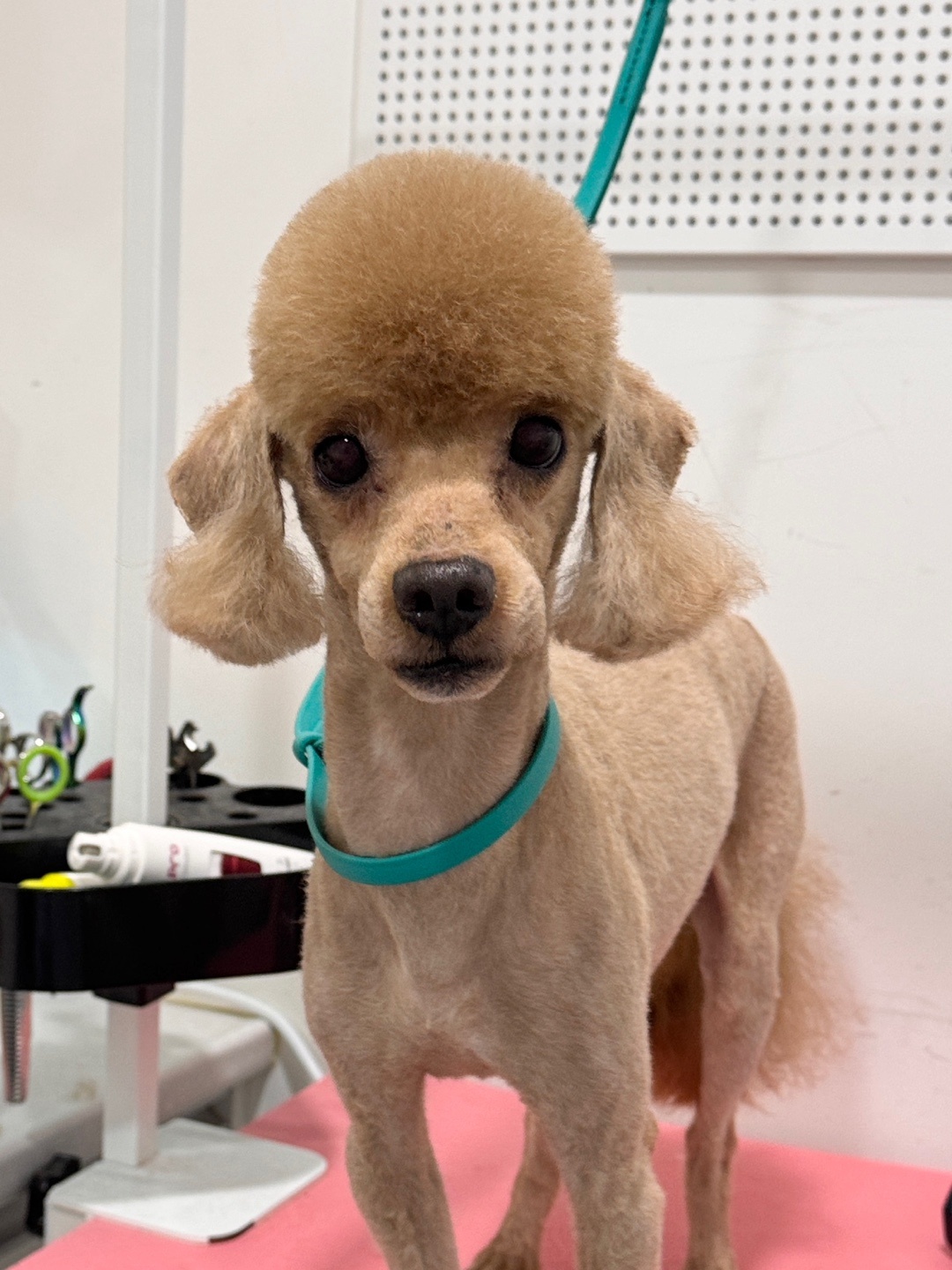 애견미용호텔 슈슈네 대표 이미지