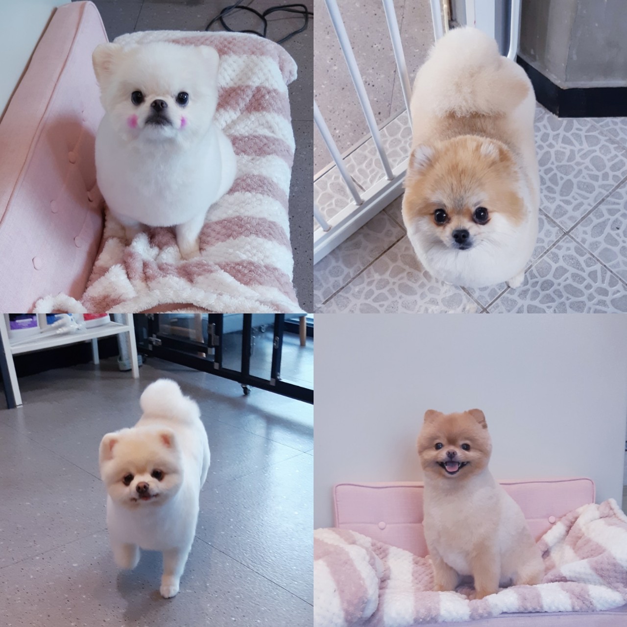 강아지 미용실 대표 이미지