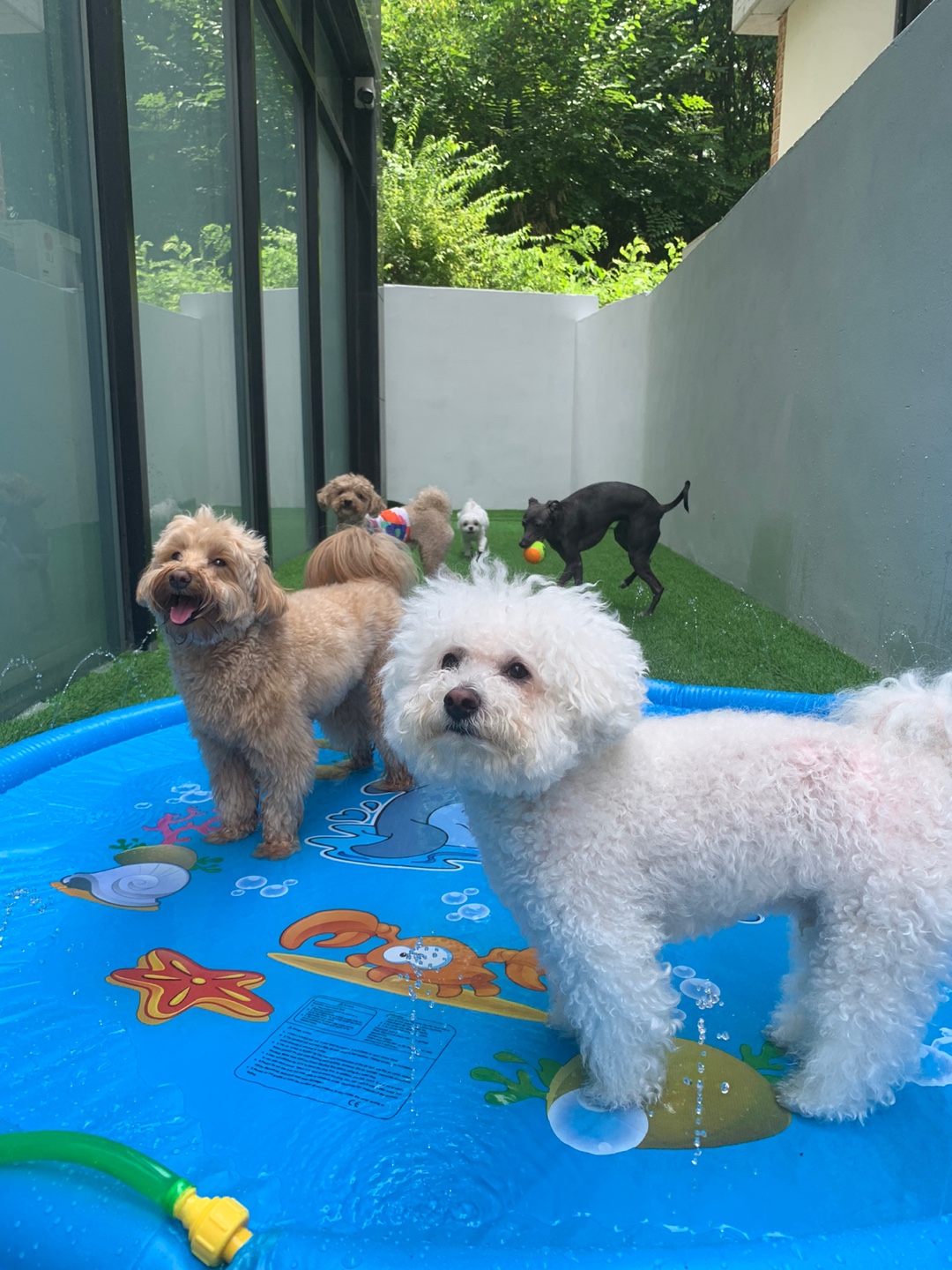 멍설유치원 — 고양시