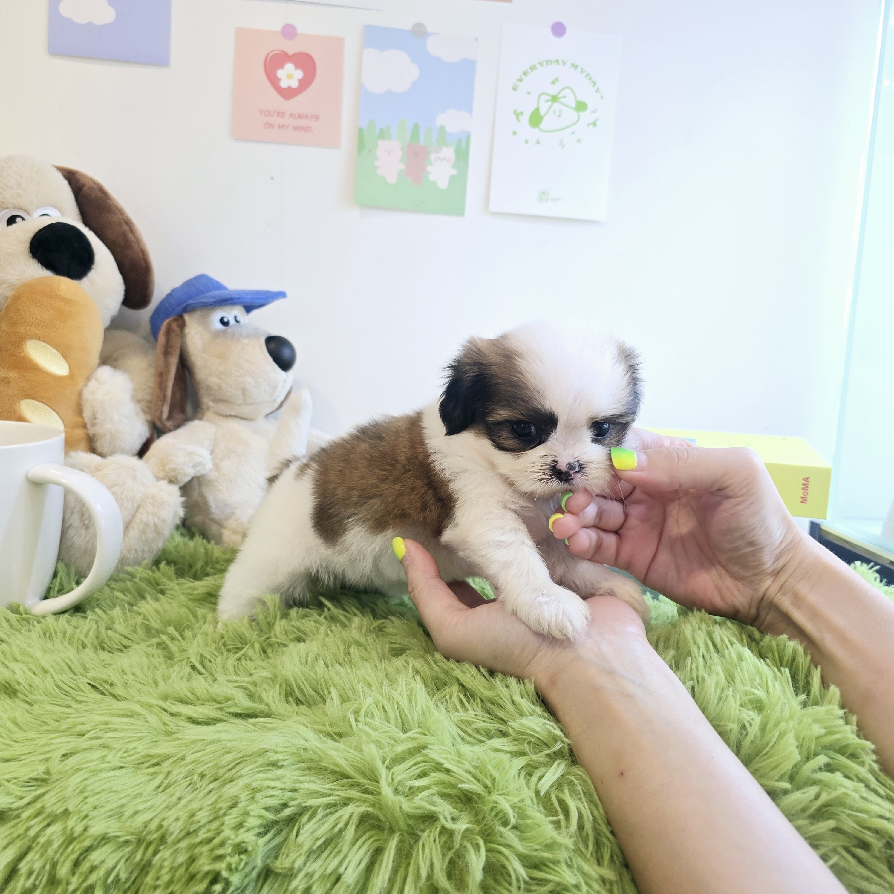 퍼피캣 대표 이미지
