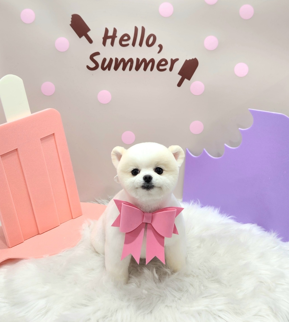 오렌지펫 대표 이미지