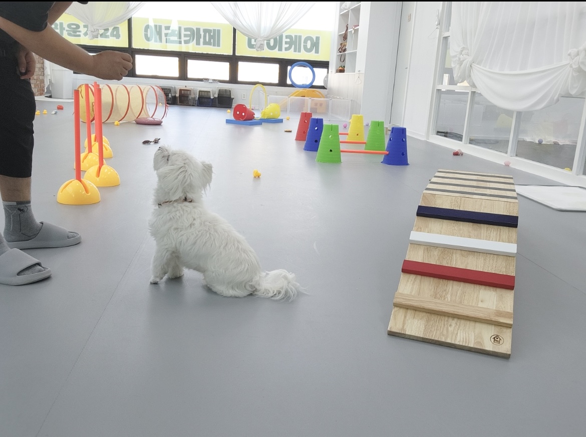 멍라운지24 데이케어 애견미용호텔 애견카페 인천점 대표 이미지