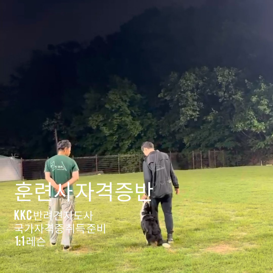 펫케아 3