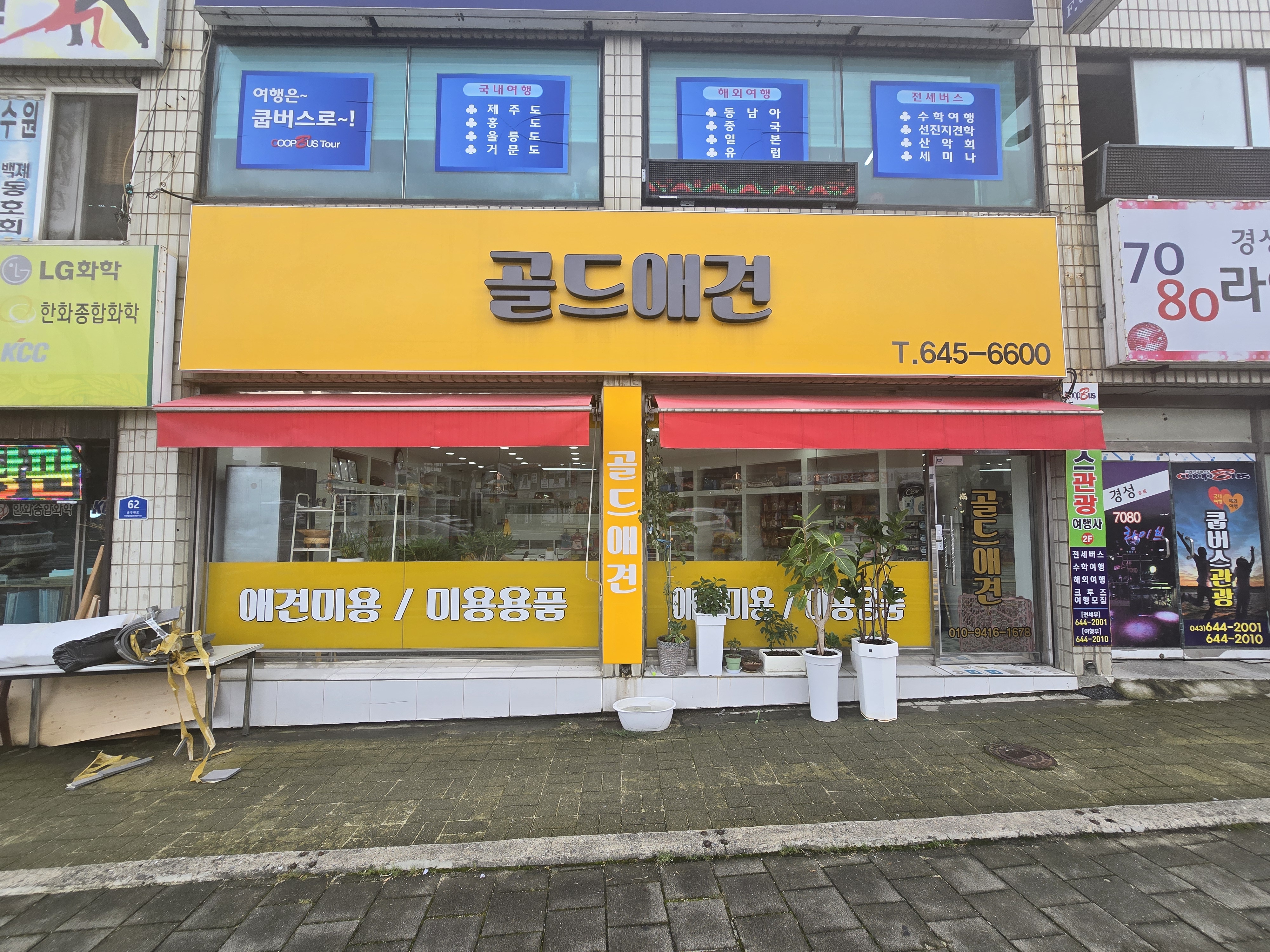 골드애견 대표 이미지