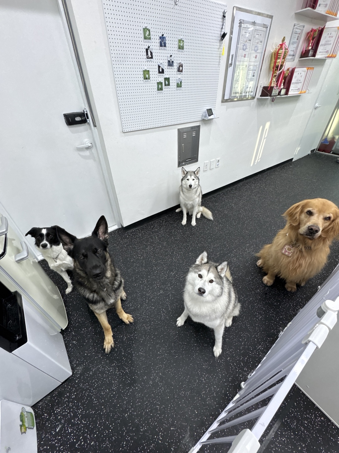 대견하개 애견유치원 애견호텔 강아지유치원 강아지호텔 대표 이미지