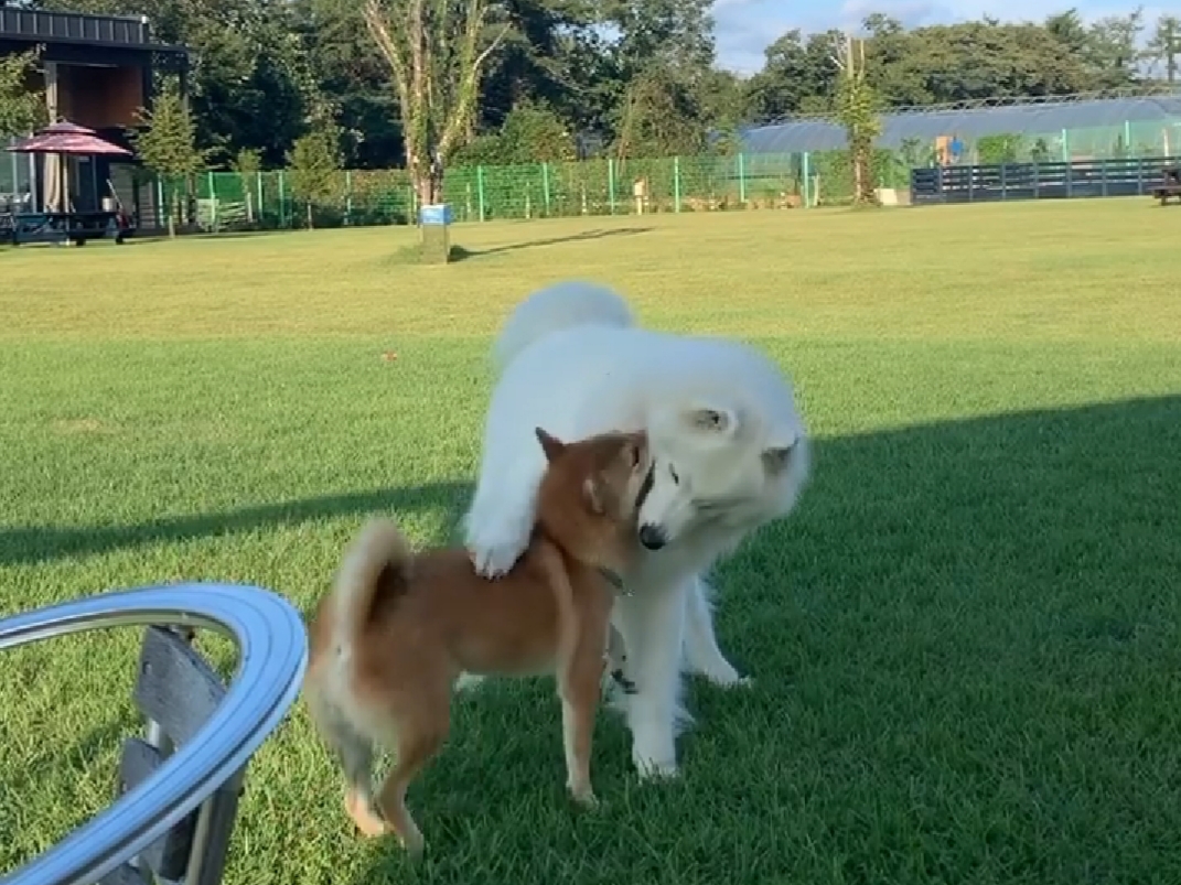 랩도그빌반려견전용캠핑장 대표 이미지