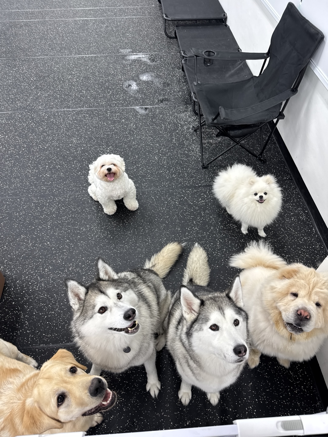 대견하개 대표 이미지