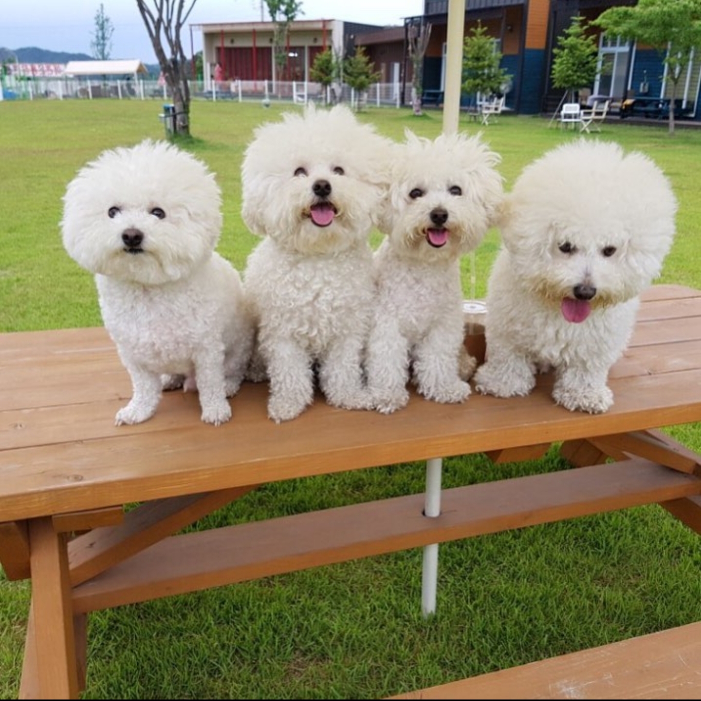 랩도그빌 대표 이미지